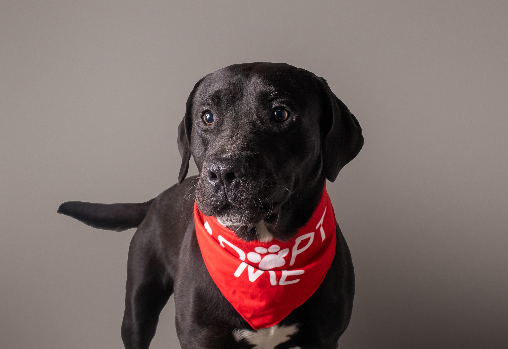 Tank, ADOPTABLE, Adult Male Black Labrador Retriever.