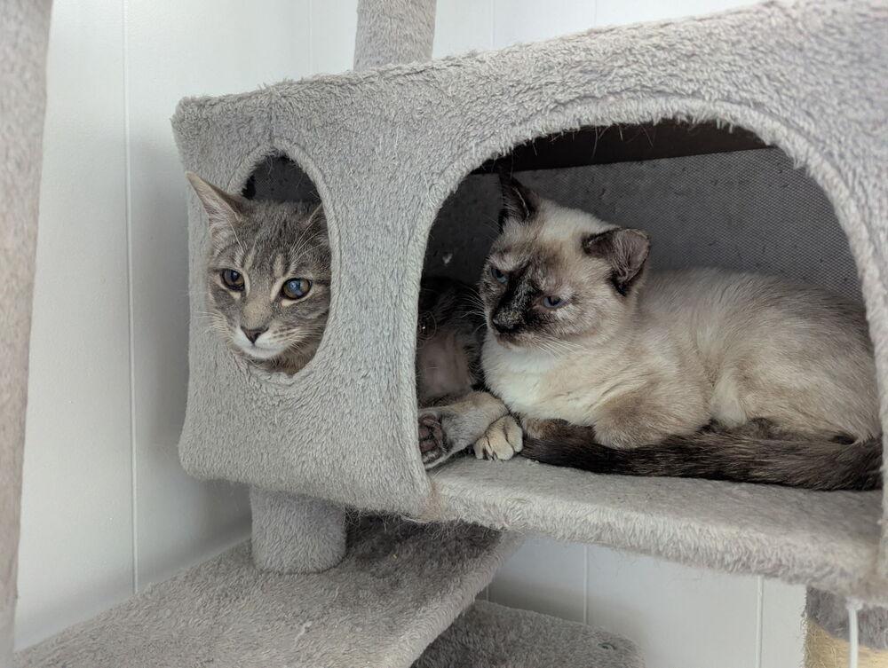 Nova, Adoptable, Adult Female Domestic Short Hair.