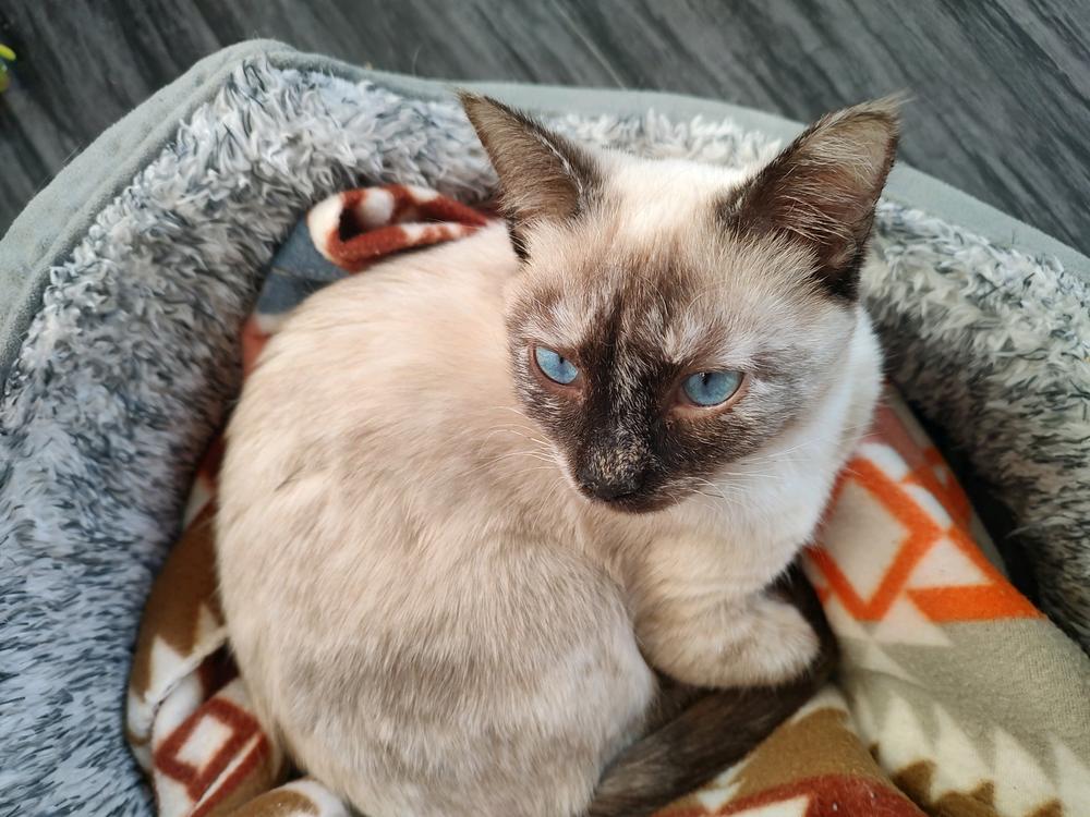 Enlarge Nova, a Adoptable Domestic Short Hair in Fort collins, CO image 2/5