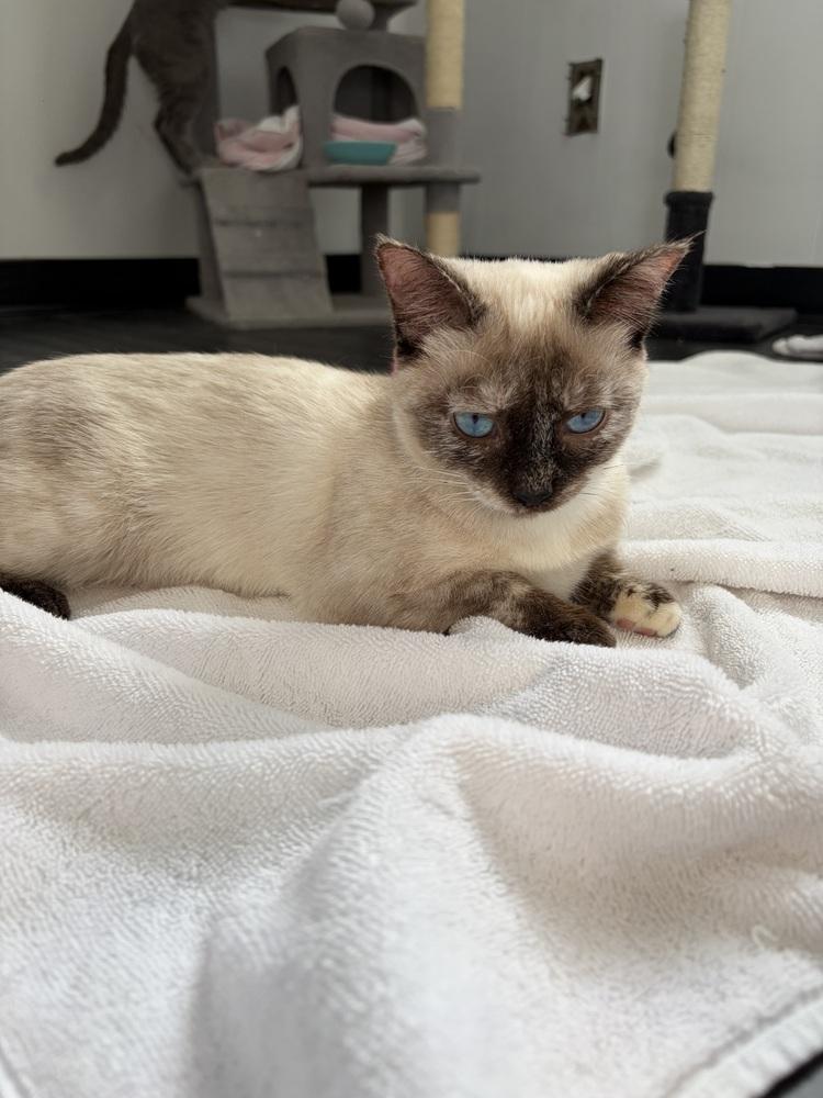 Enlarge Nova, a Adoptable Domestic Short Hair in Fort collins, CO image 3/5