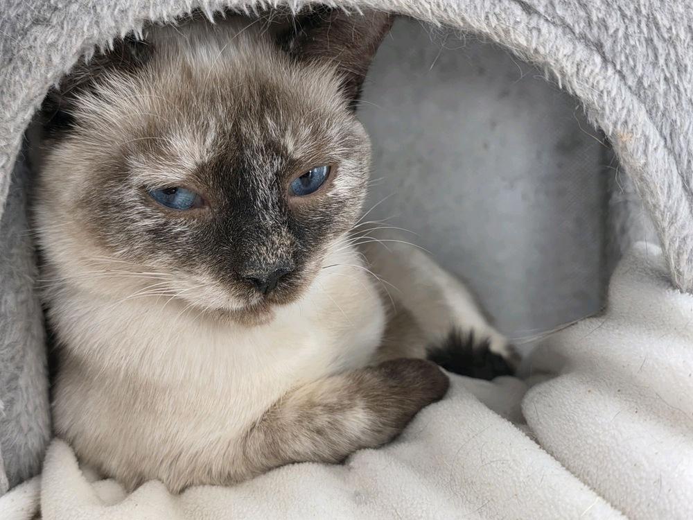 Enlarge Nova, a Adoptable Domestic Short Hair in Fort collins, CO image 4/5