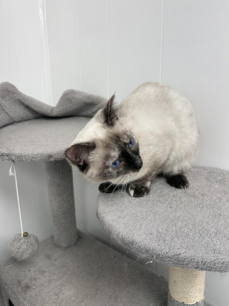 Enlarge Nova, a Adoptable Domestic Short Hair in Fort collins, CO image 5/5