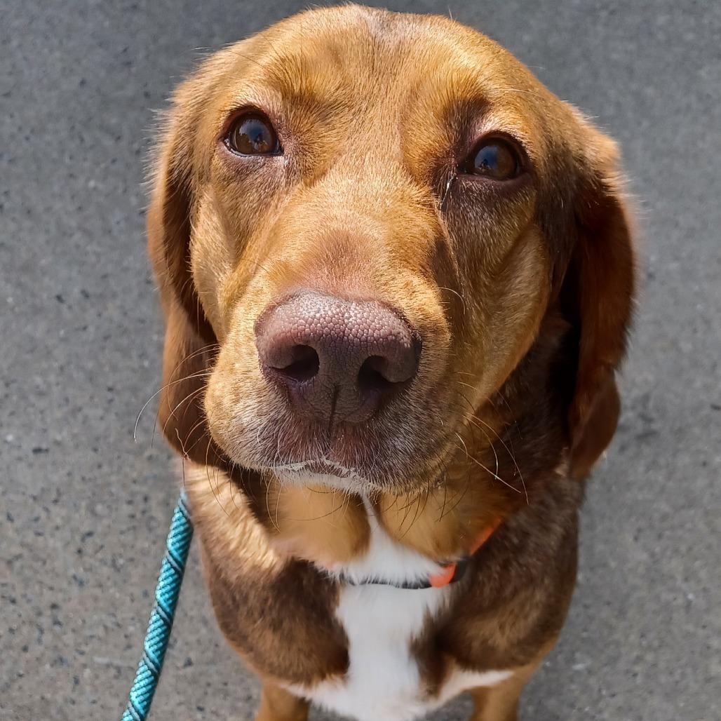 Disco, Adoptable, Adult Female Chesapeake Bay Retriever & Mixed Breed.