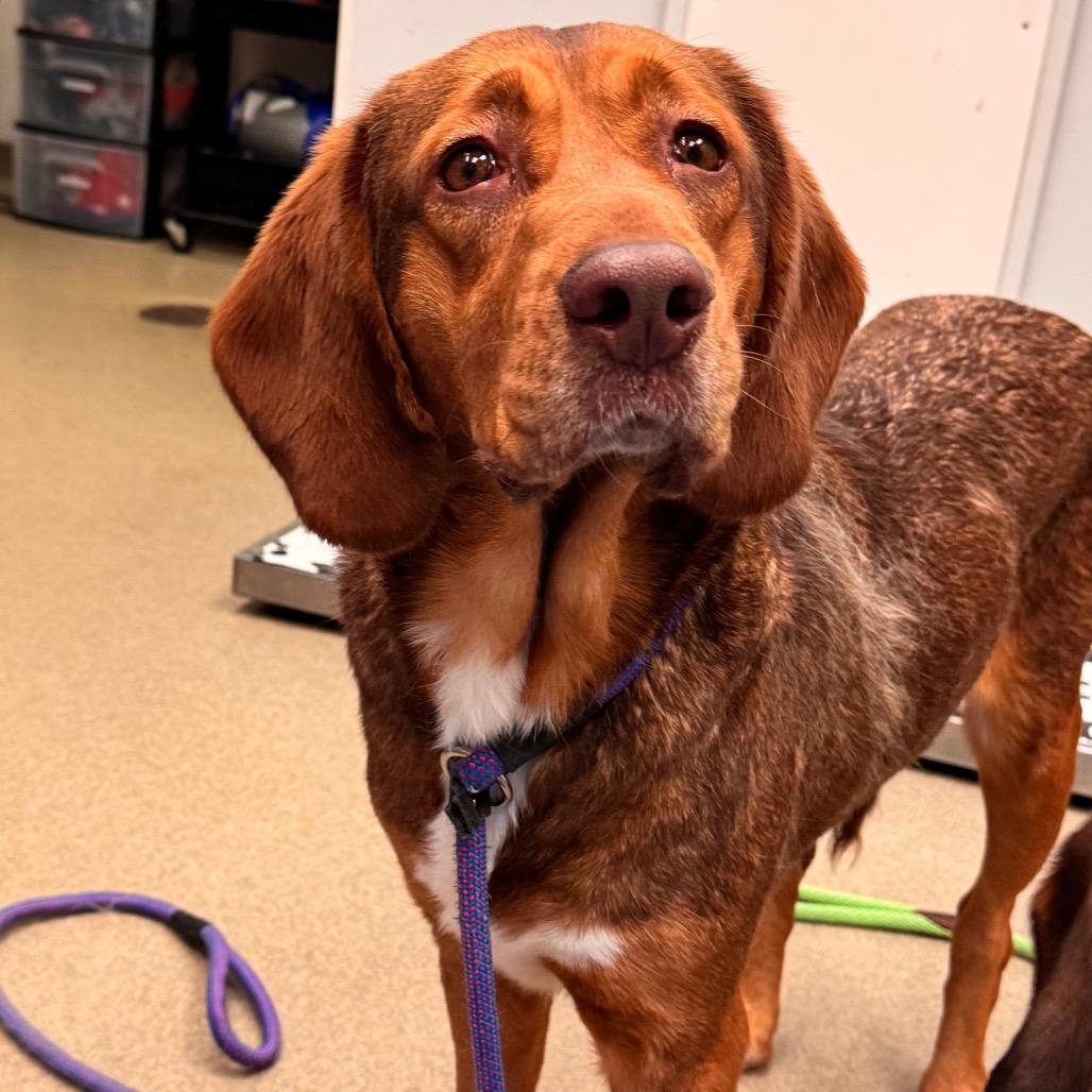 Enlarge Disco, a Adoptable mixed breed in Birdsboro, PA image 2/3