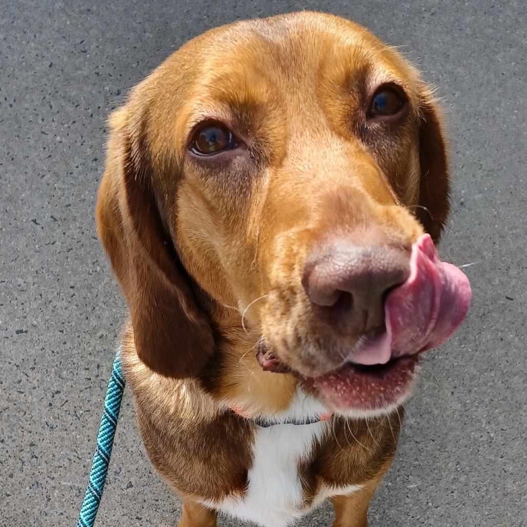 Enlarge Disco, a Adoptable mixed breed in Birdsboro, PA image 3/3