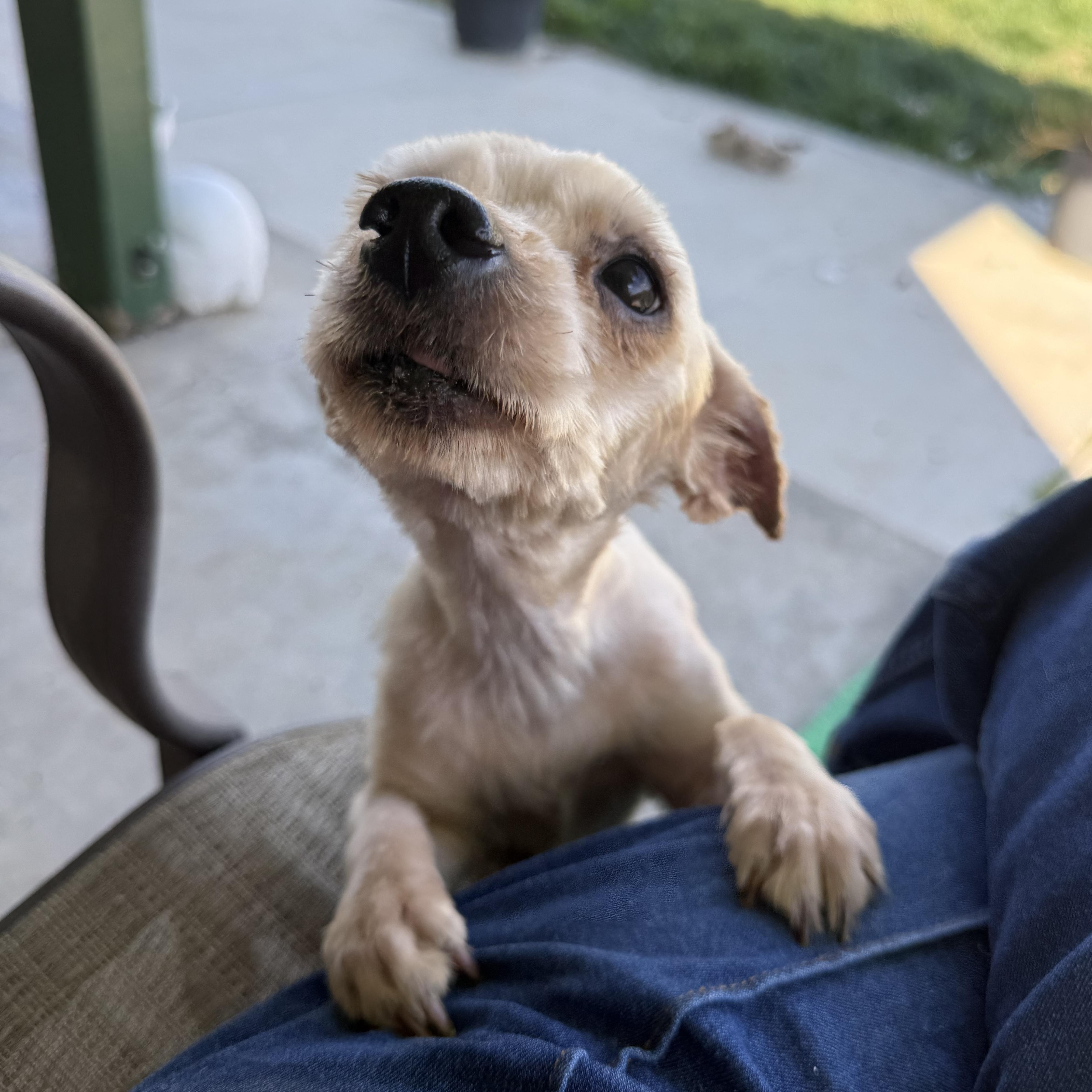 Enlarge Sam, a ADOPTABLE mixed breed in modesto, CA image 5/5