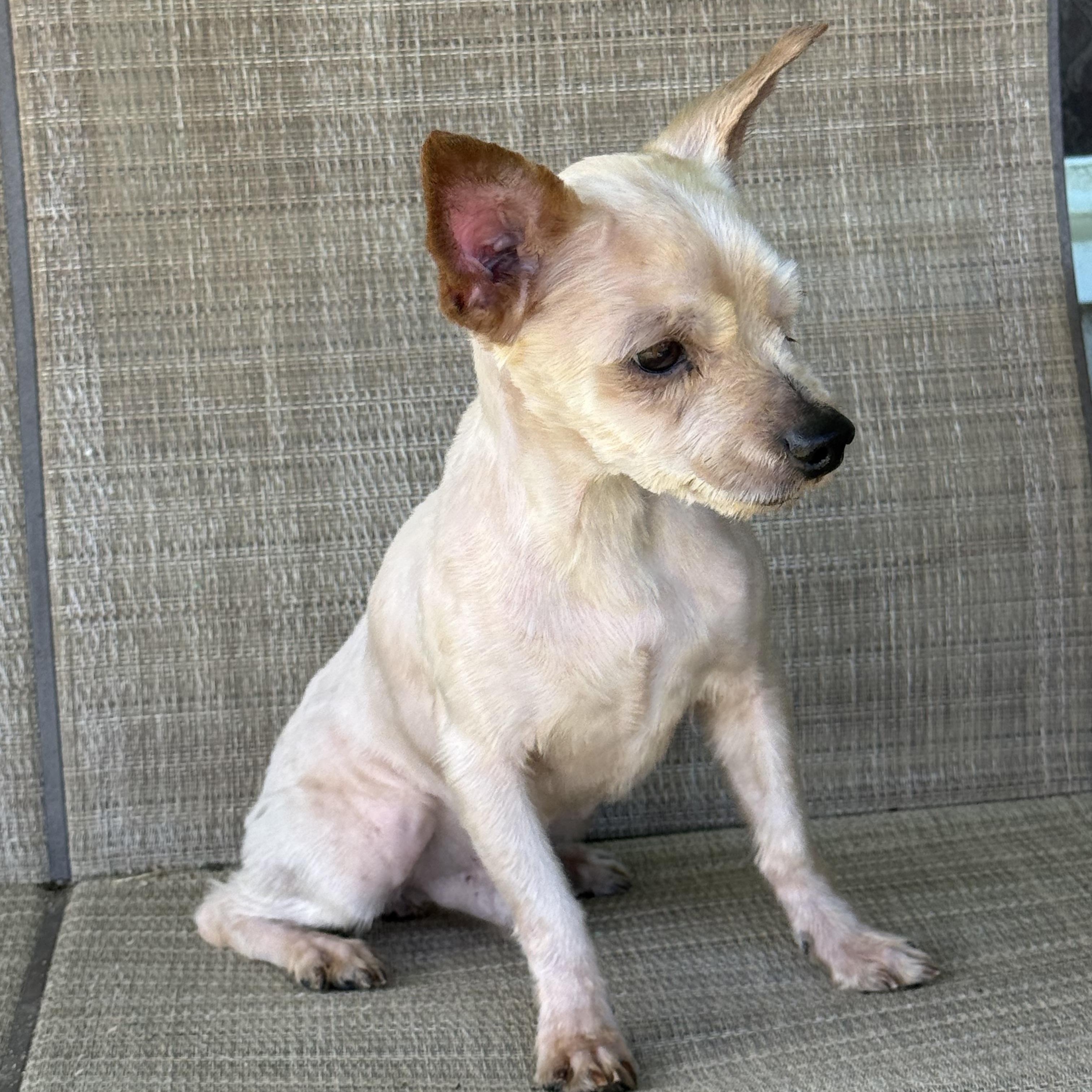 Enlarge Sam, a ADOPTABLE mixed breed in modesto, CA image 2/5