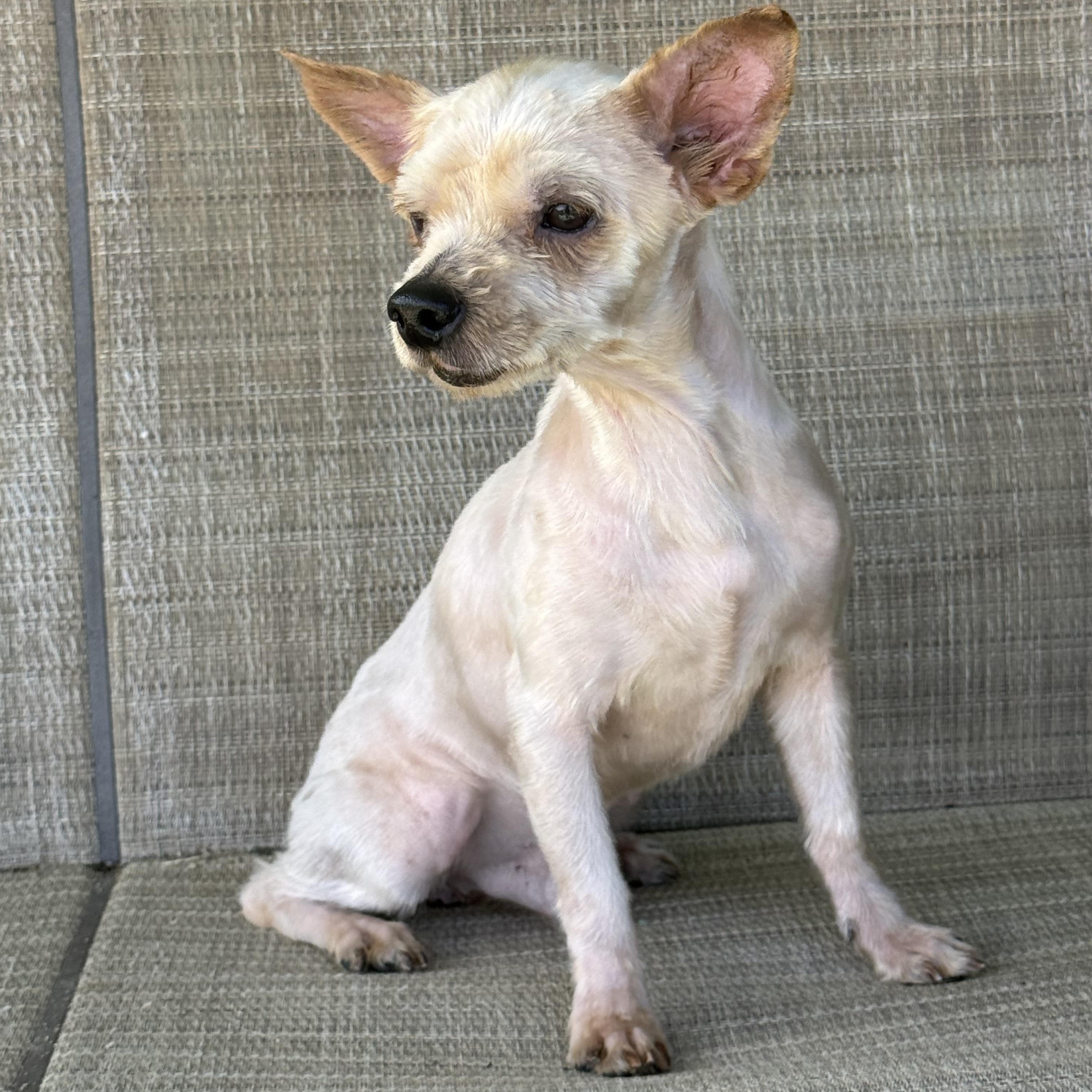 Enlarge Sam, a ADOPTABLE mixed breed in modesto, CA image 1/5