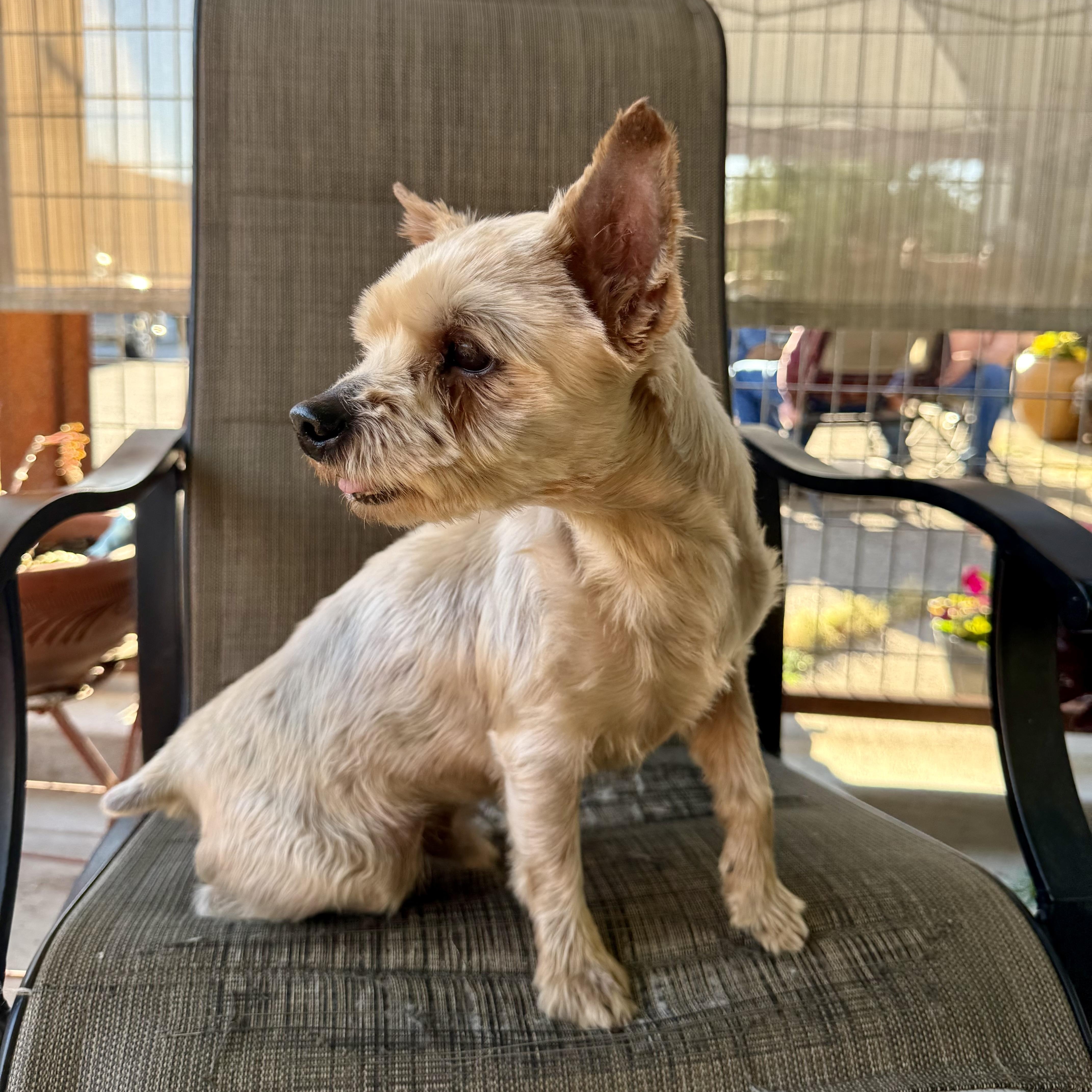 Enlarge Sam, a ADOPTABLE mixed breed in modesto, CA image 3/6