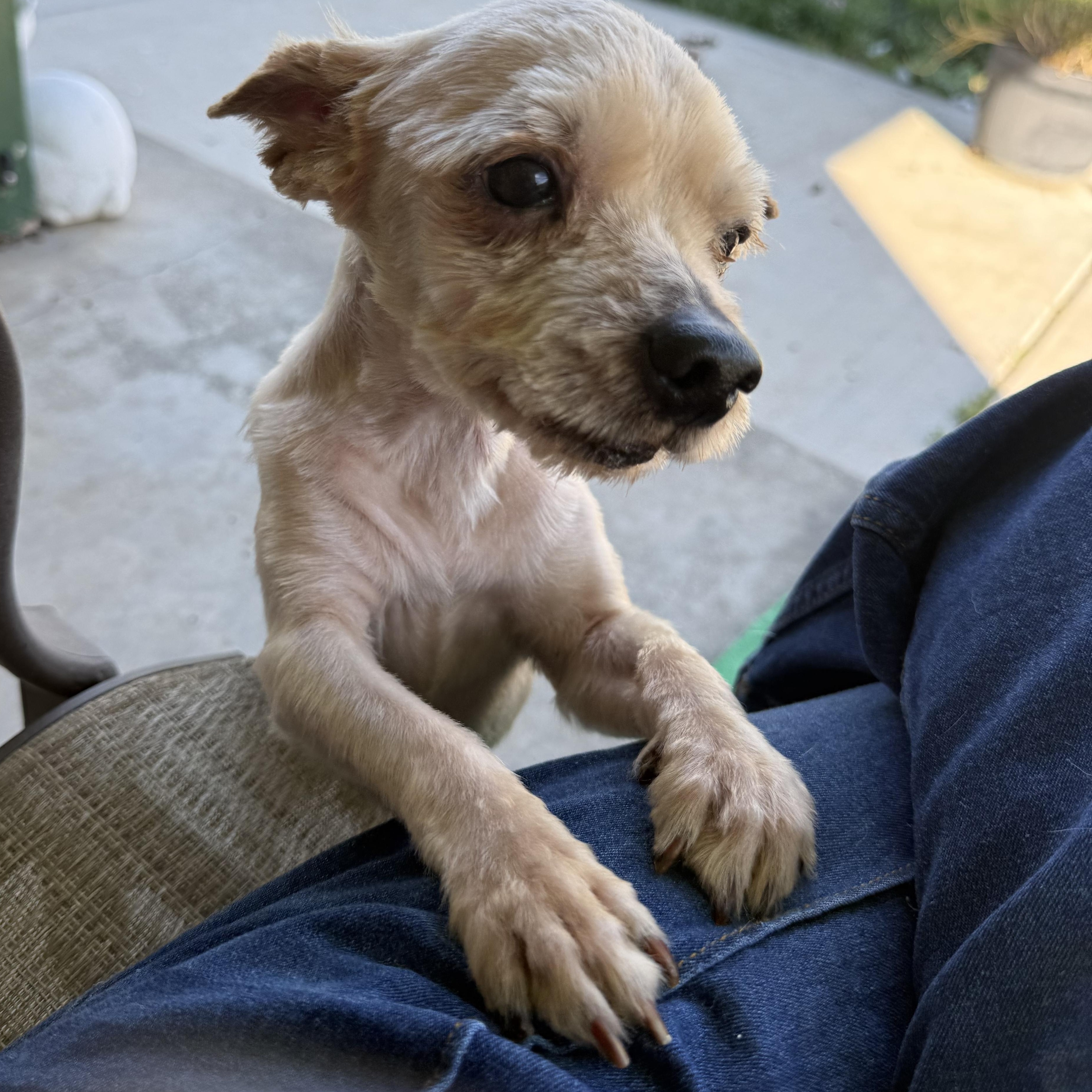 Enlarge Sam, a ADOPTABLE mixed breed in modesto, CA image 4/5