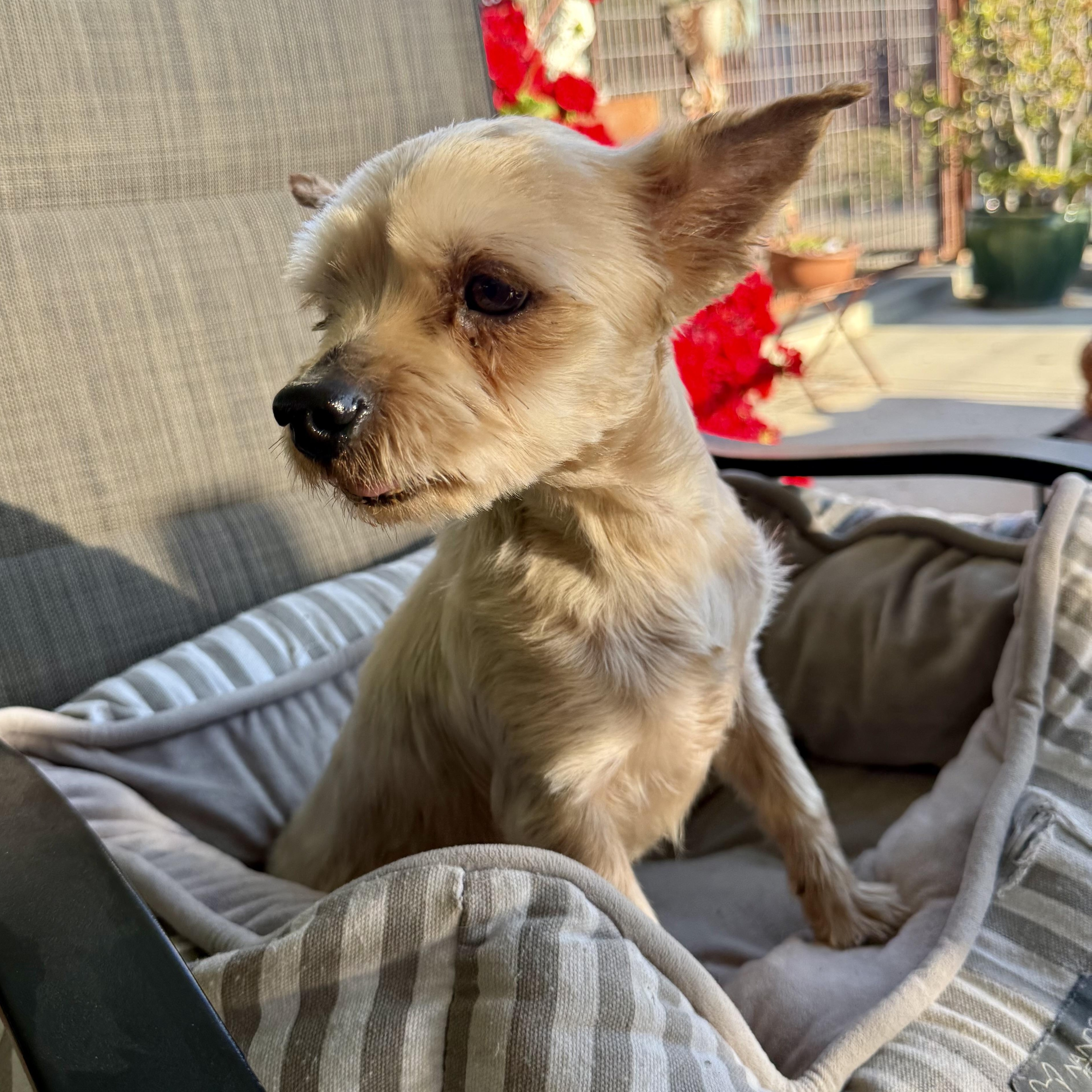 Enlarge Sam, a ADOPTABLE mixed breed in modesto, CA image 4/6