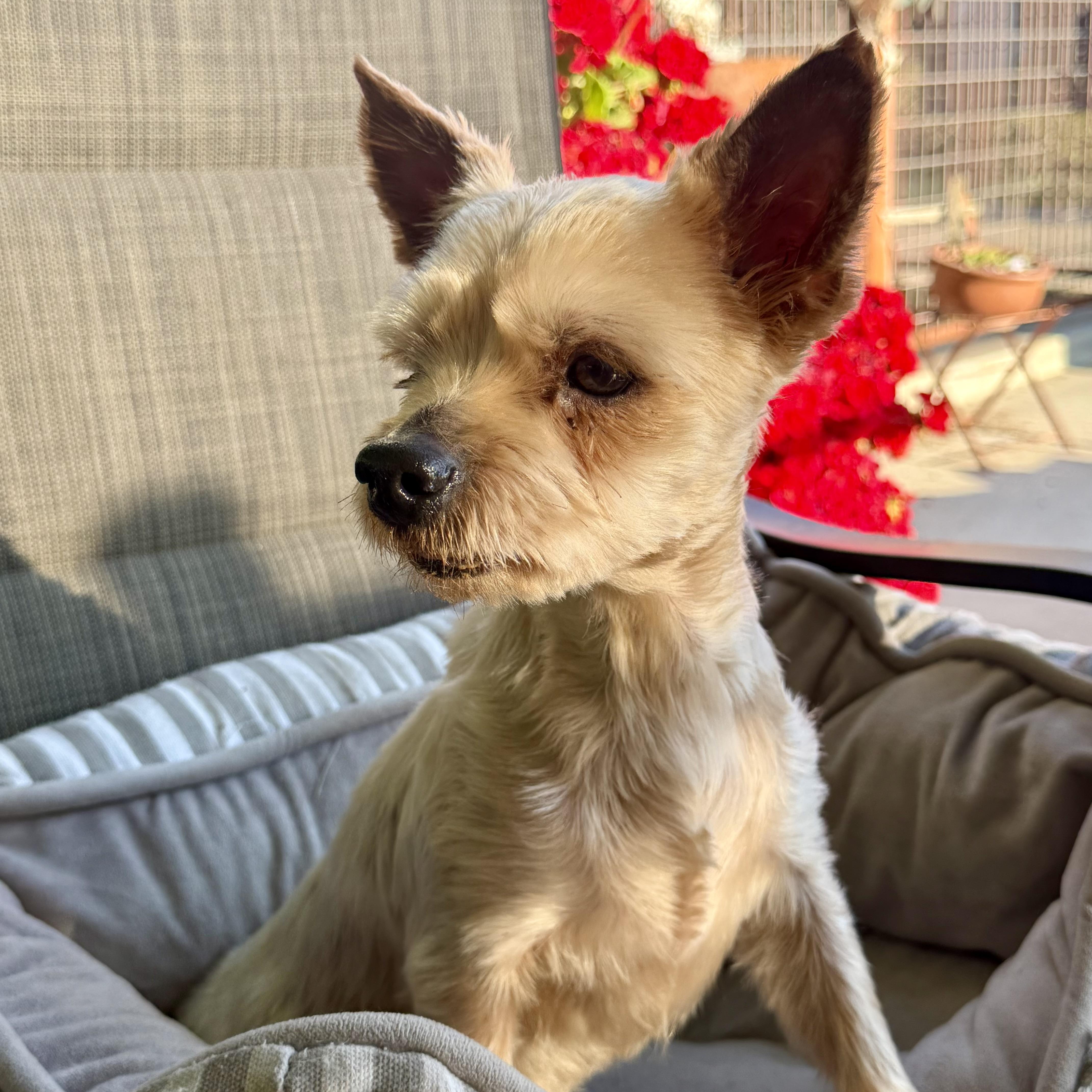 Enlarge Sam, a ADOPTABLE mixed breed in modesto, CA image 6/6