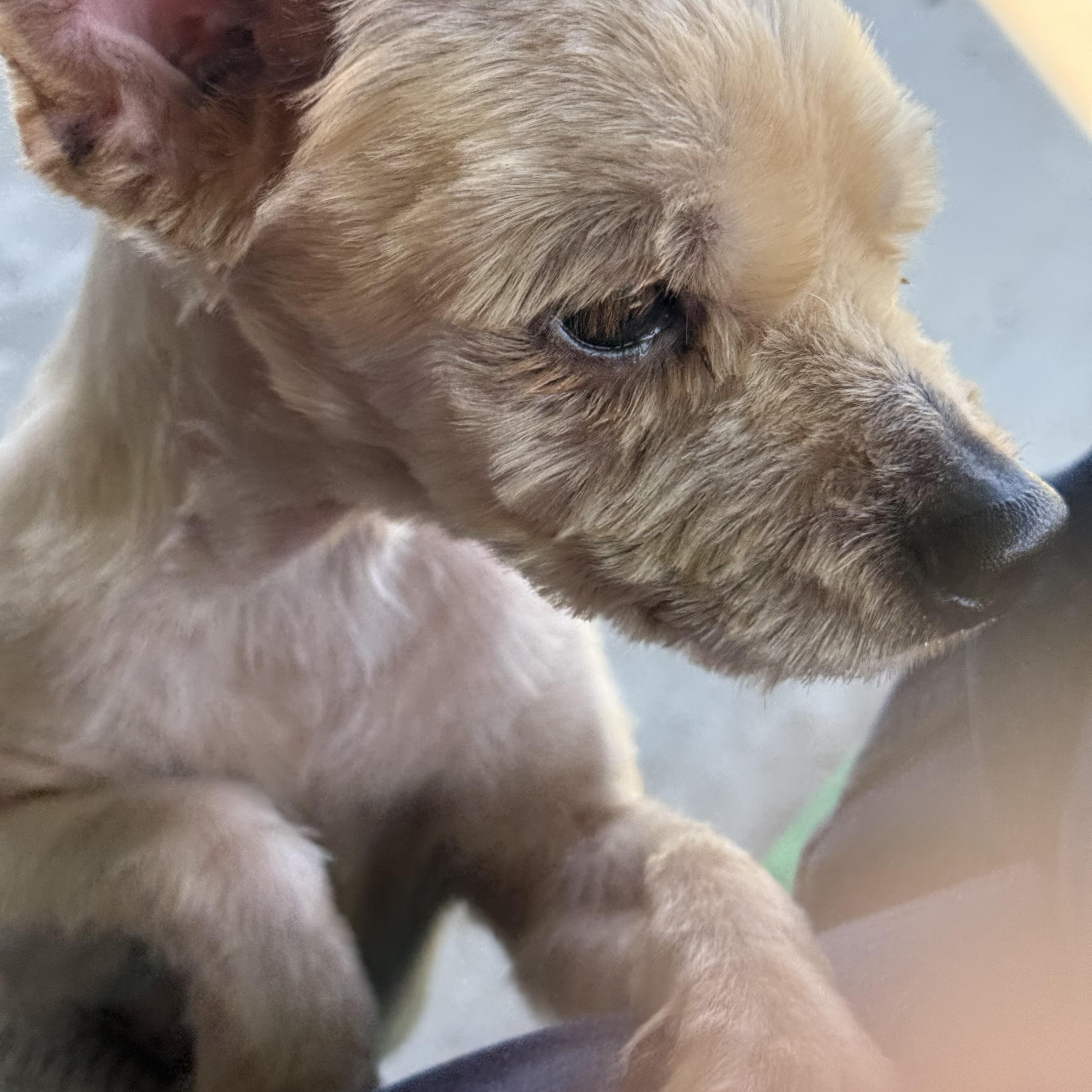 Enlarge Sam, a ADOPTABLE mixed breed in modesto, CA image 3/5