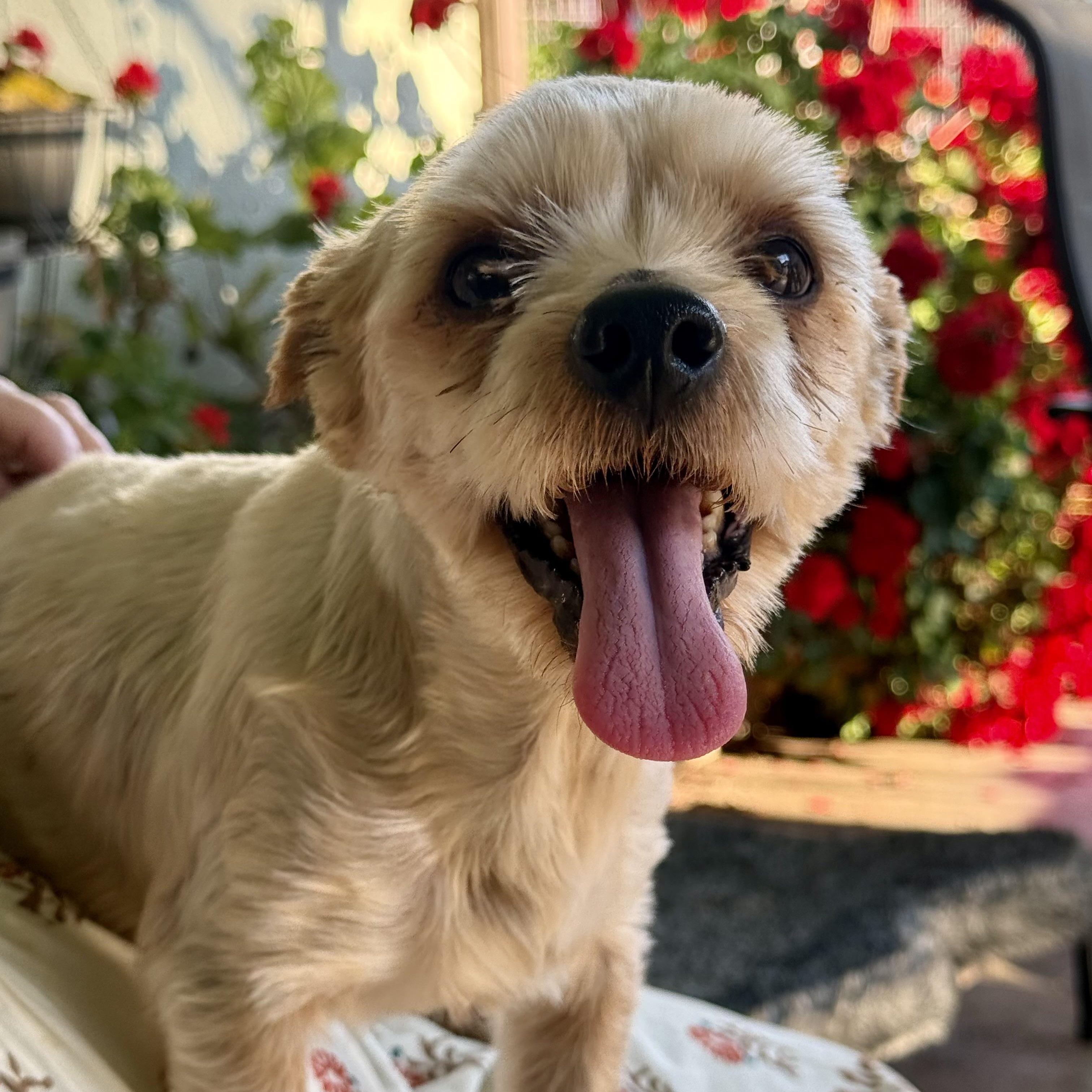 Sam, ADOPTABLE, Adult Male Yorkshire Terrier & Silky Terrier.