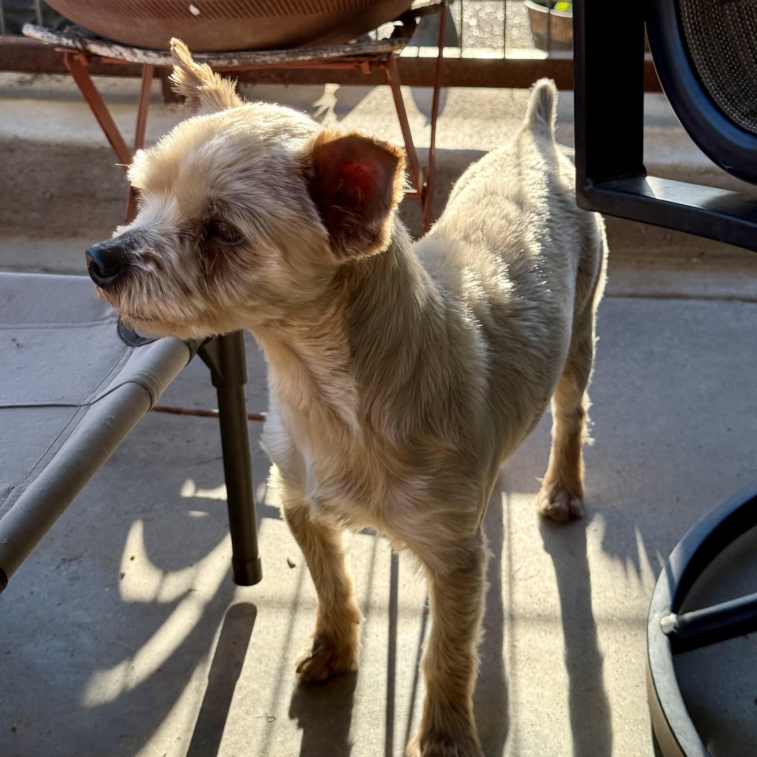 Enlarge Sam, a ADOPTABLE mixed breed in modesto, CA image 2/6