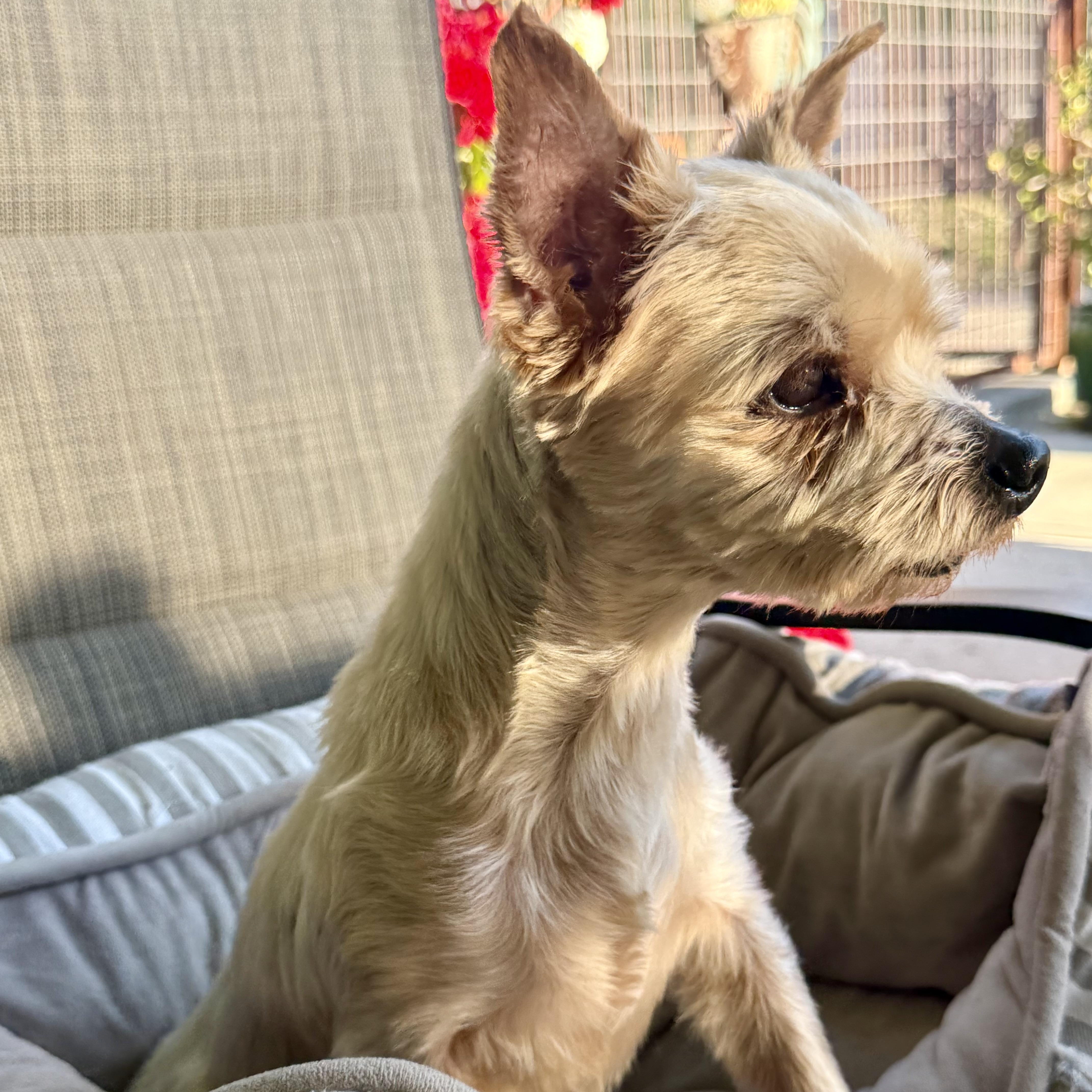 Enlarge Sam, a ADOPTABLE mixed breed in modesto, CA image 5/6