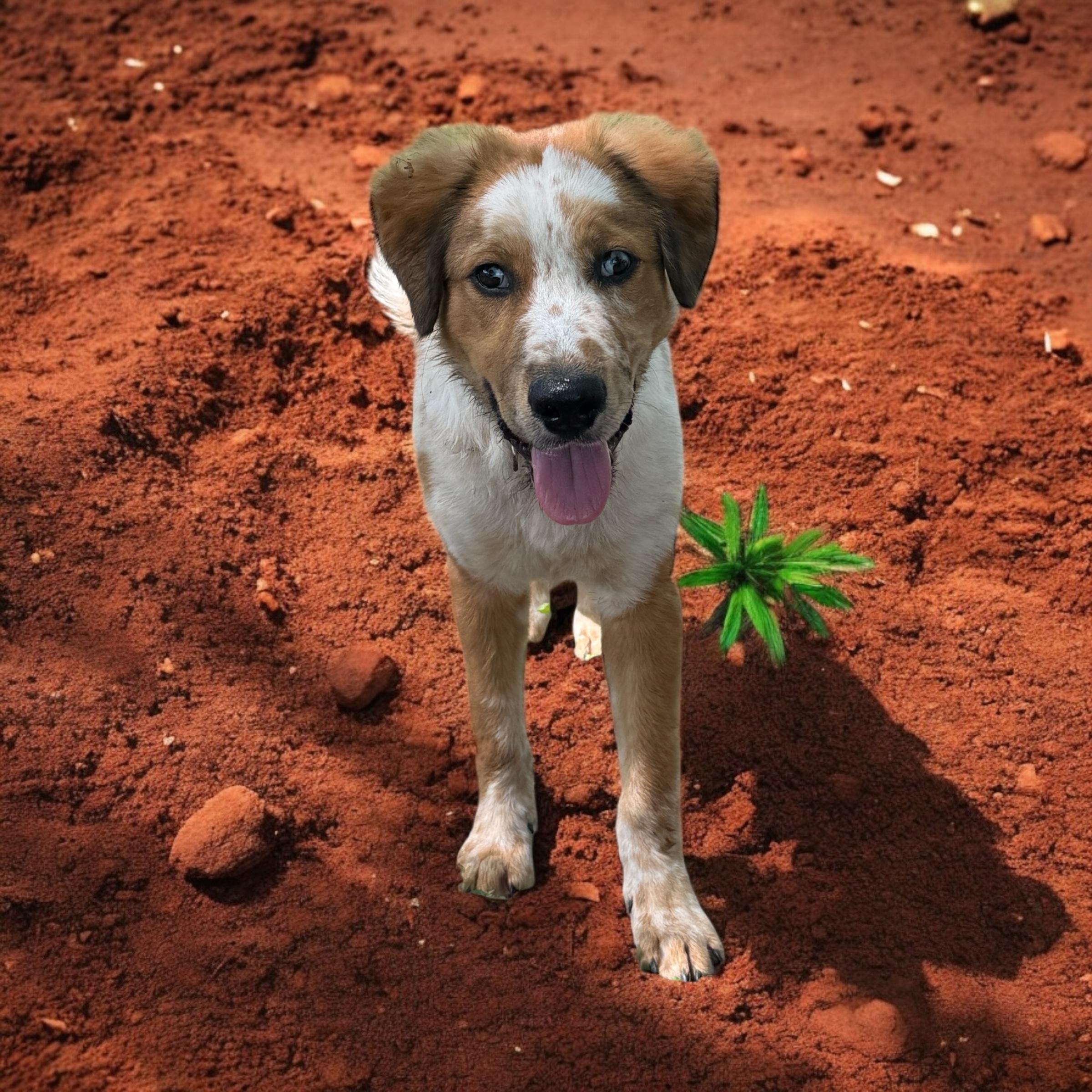 Blaze photo 4