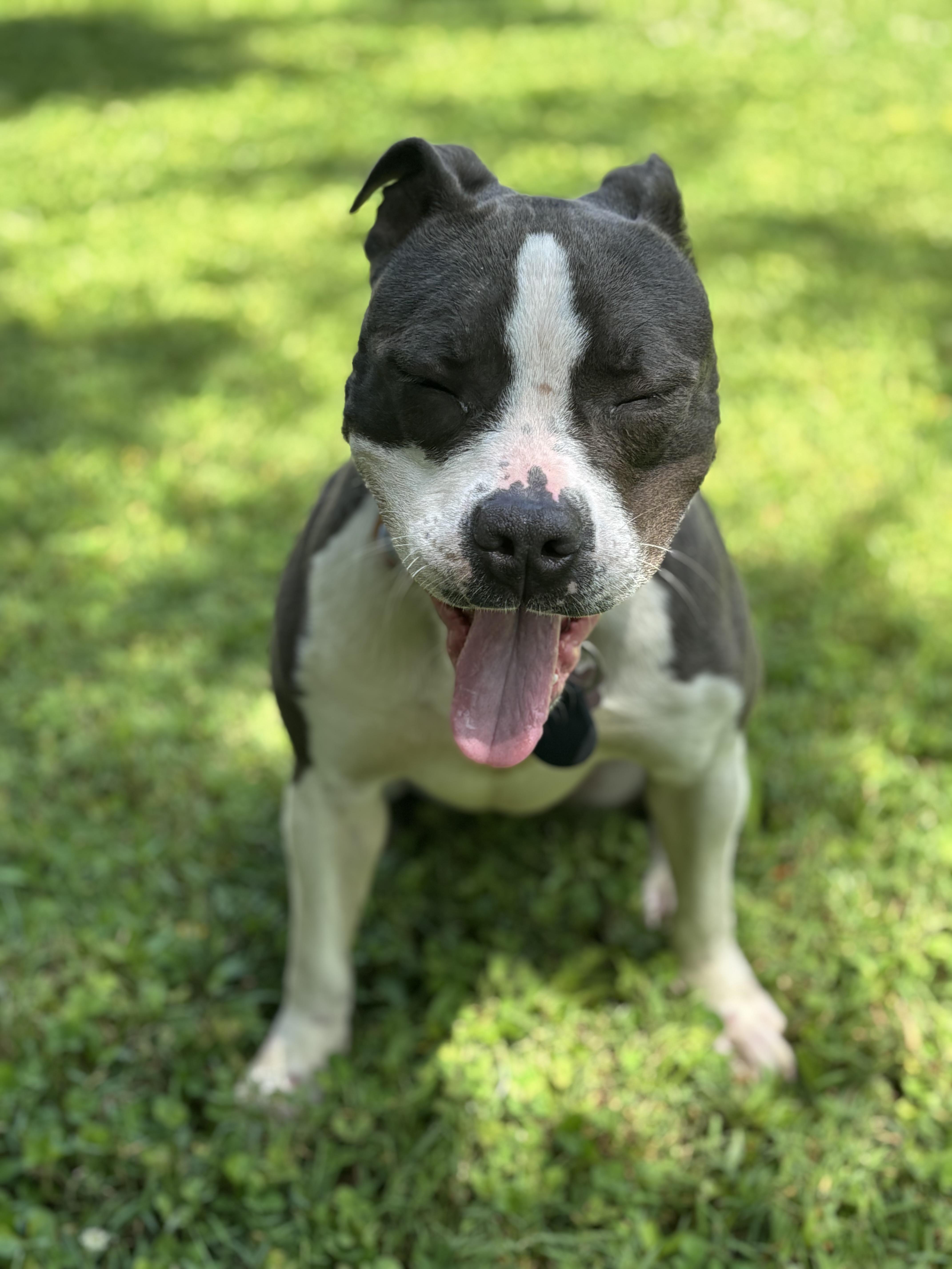 Rosie, Adult Female unknown