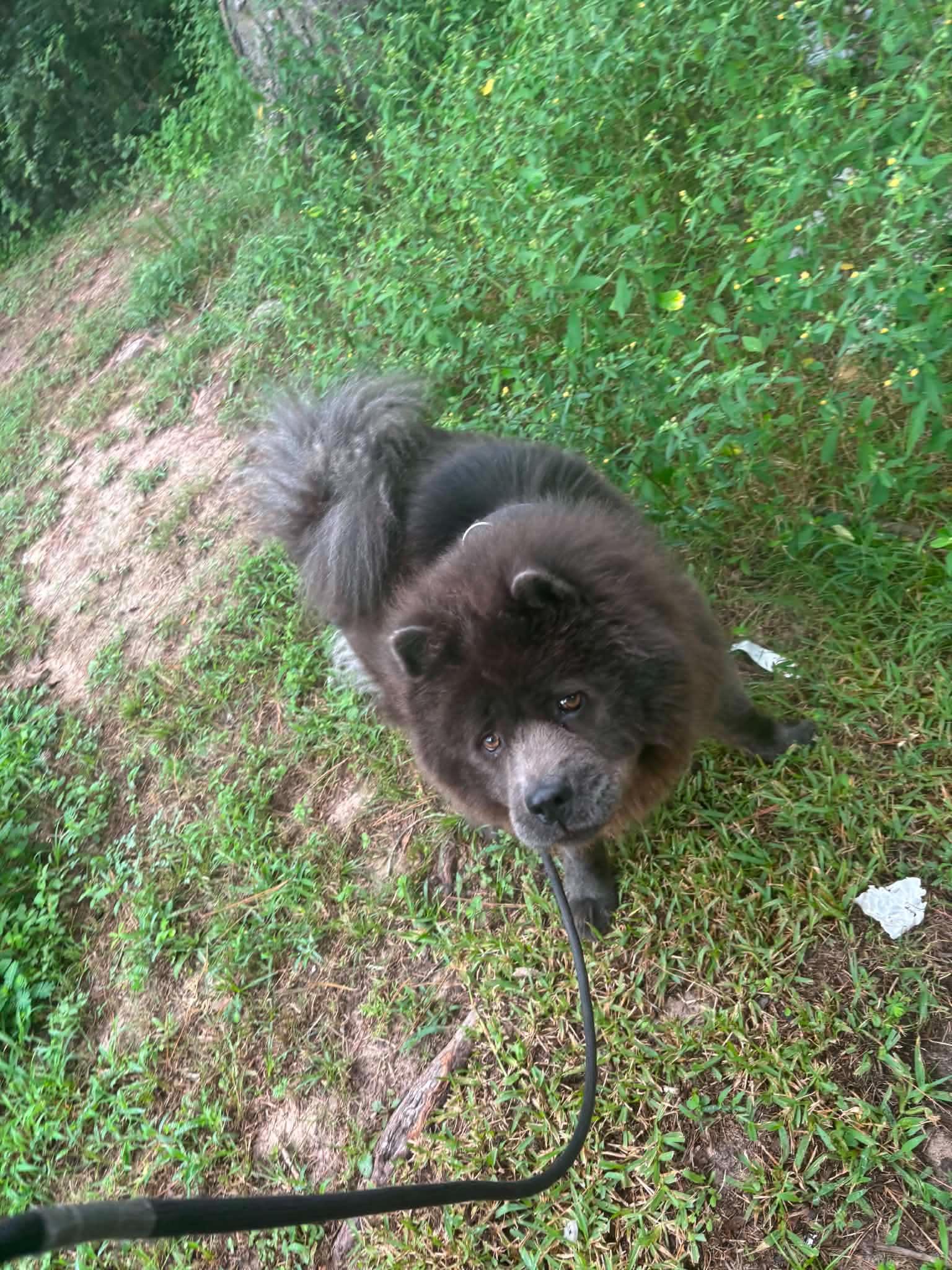 Toby the Chow Chow, a Adoptable Chow Chow in Muskego, WI image 5/6