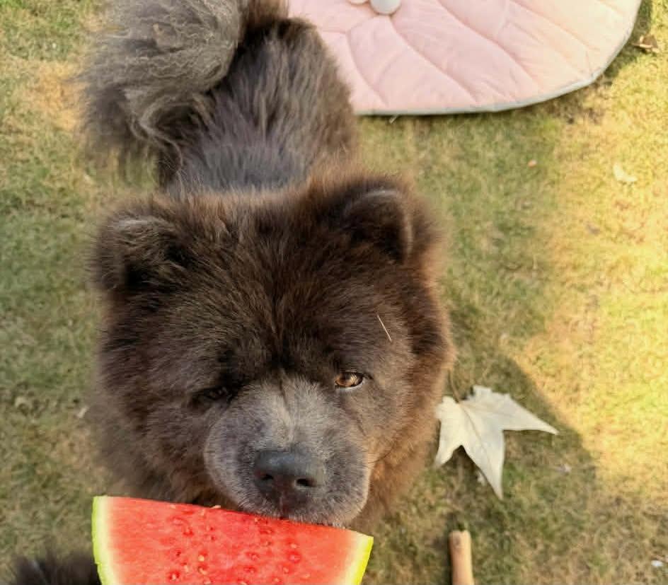 Toby the Chow Chow, Adoptable, Adult Male Chow Chow.