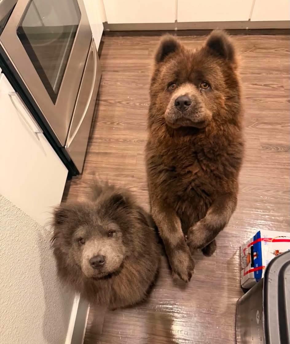 Toby the Chow Chow, a Adoptable Chow Chow in Muskego, WI image 6/6