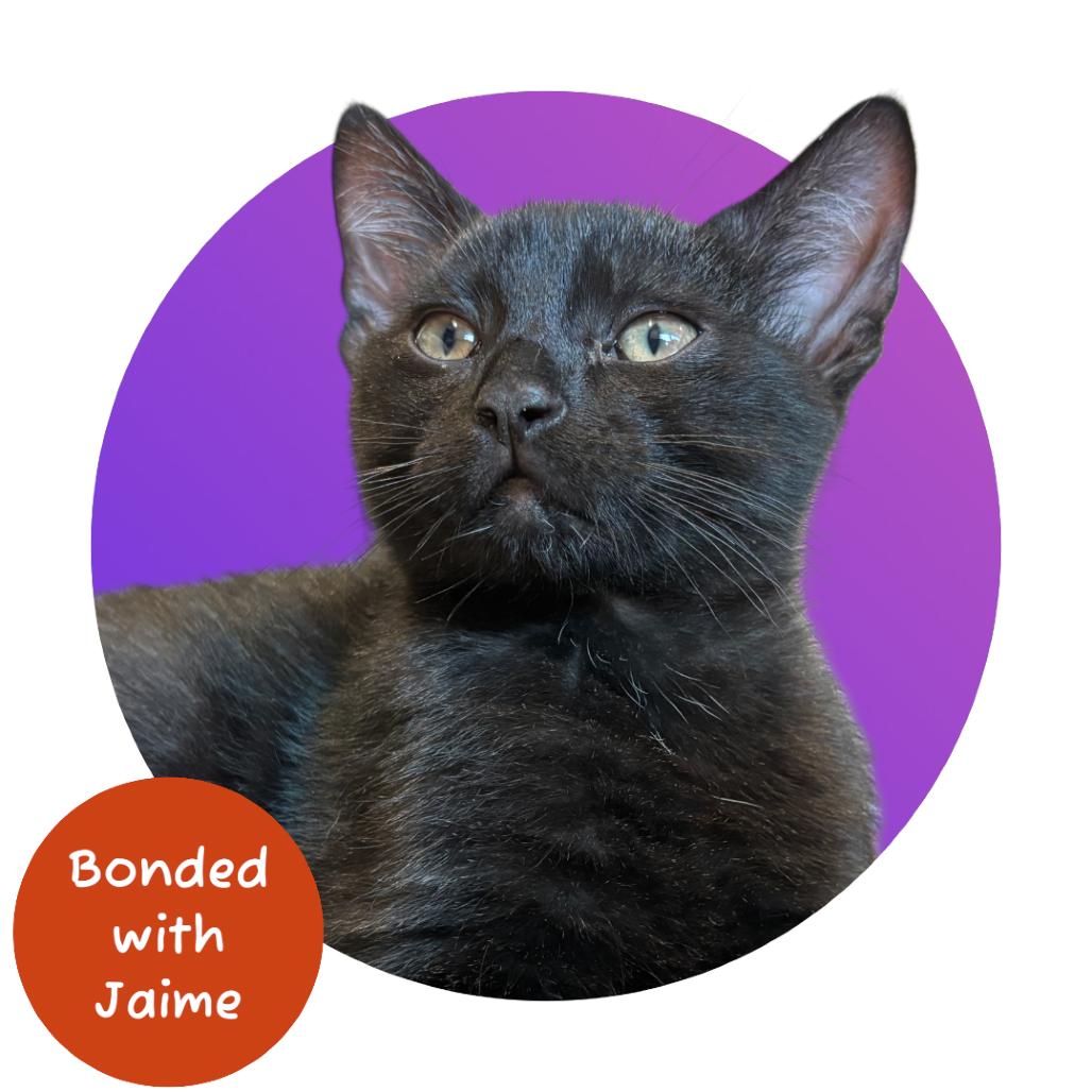 Enlarge Tony, a Adoptable Domestic Short Hair in Pacific Grove, CA image 1/6