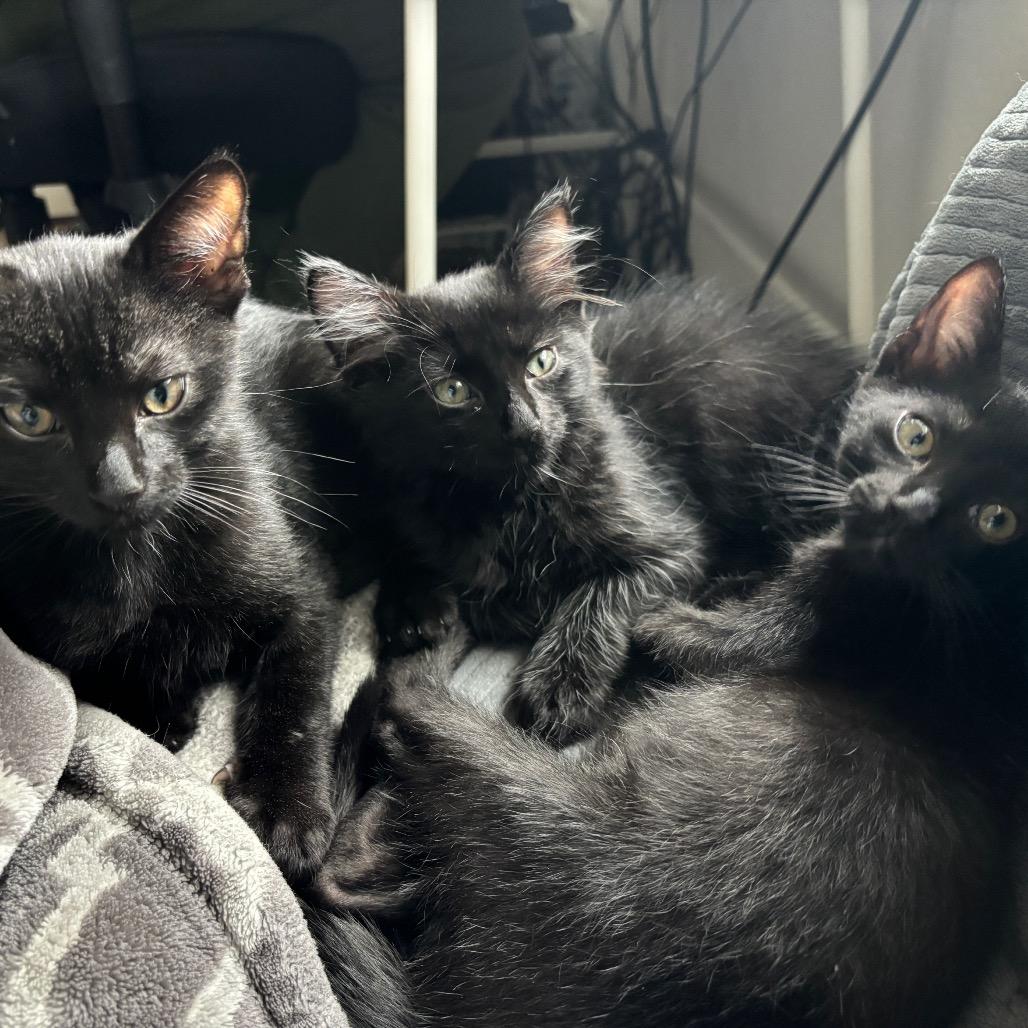 Enlarge Tony, a Adoptable Domestic Short Hair in Pacific Grove, CA image 2/6