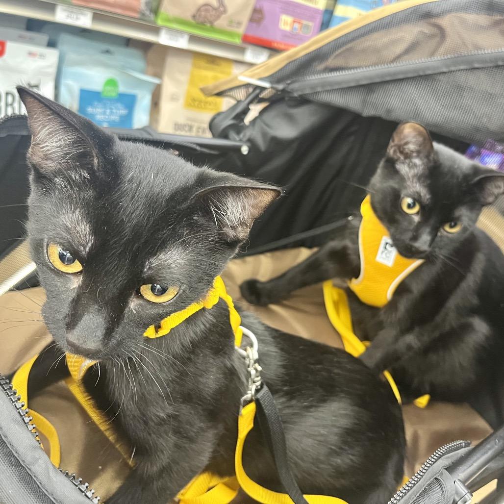 Enlarge Tony, a Adoptable Domestic Short Hair in Pacific Grove, CA image 3/6