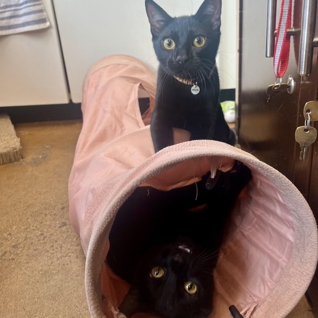 Enlarge Tony, a Adoptable Domestic Short Hair in Pacific Grove, CA image 4/6