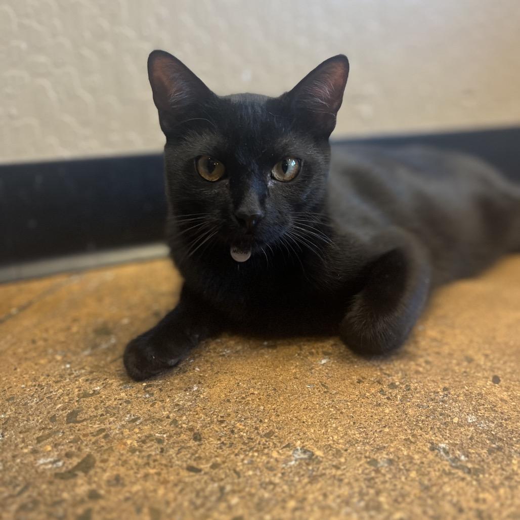 Enlarge Tony, a Adoptable Domestic Short Hair in Pacific Grove, CA image 5/6