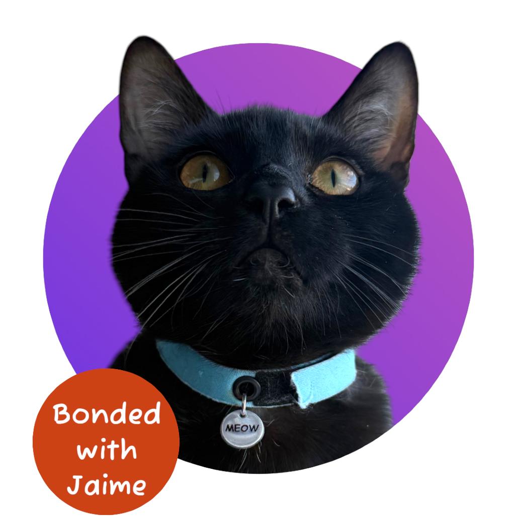 Enlarge Tony, a Adoptable Domestic Short Hair in Pacific Grove, CA image 5/6