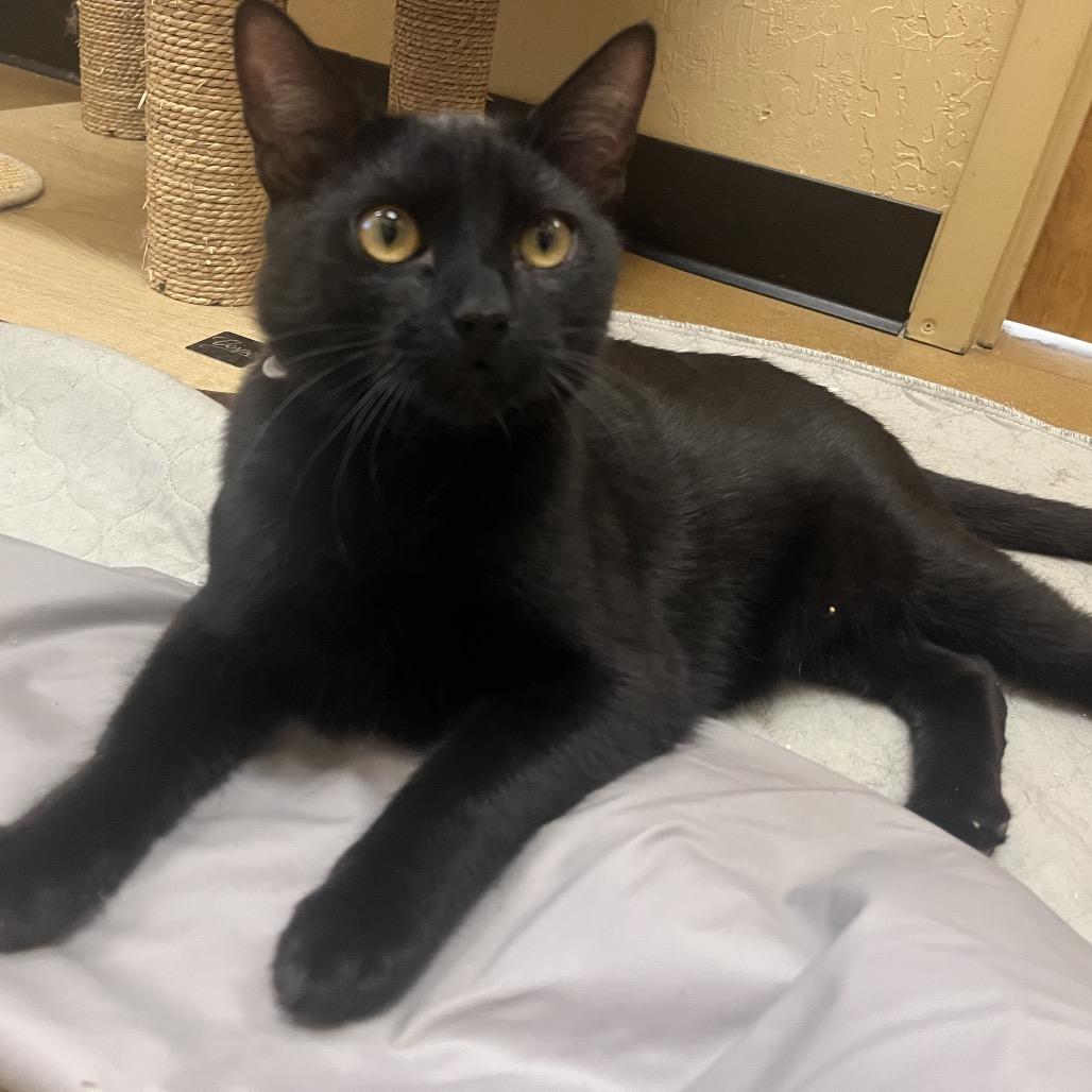 Enlarge Tony, a Adoptable Domestic Short Hair in Pacific Grove, CA image 6/6