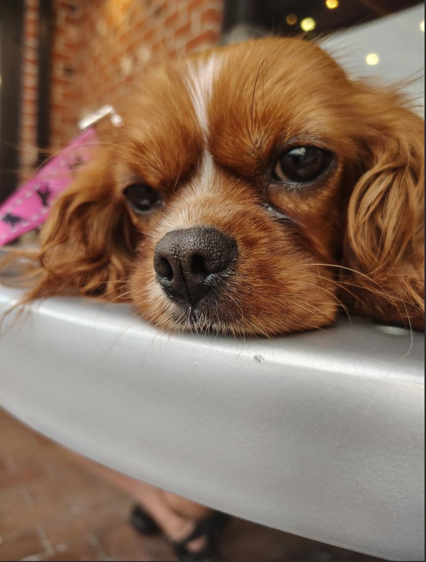 Callie - ARR, Adoptable, Young Female Cavalier King Charles Spaniel.
