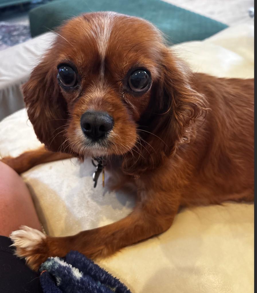 Enlarge Callie - ARR, a Adoptable Cavalier King Charles Spaniel in Pataskala, OH image 3/3