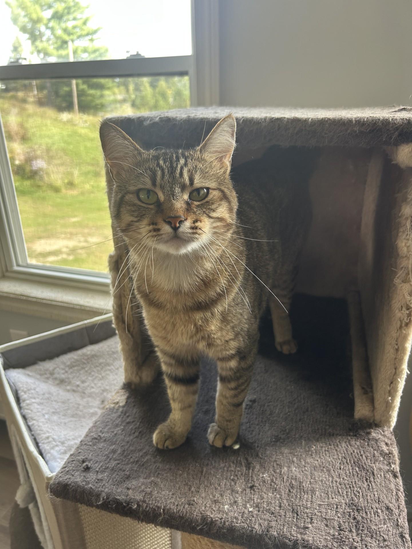 Apollo, an adoptable Domestic Short Hair in Orleans, VT, 05855 | Photo Image 3