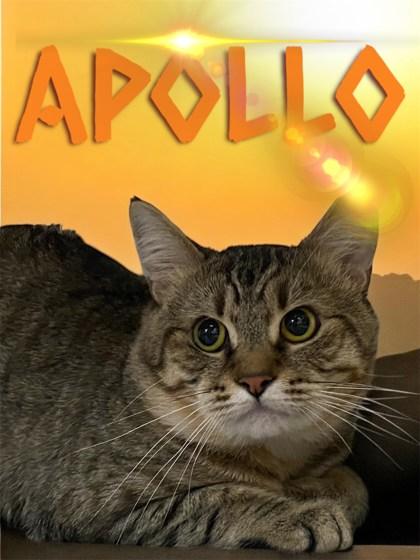 Apollo