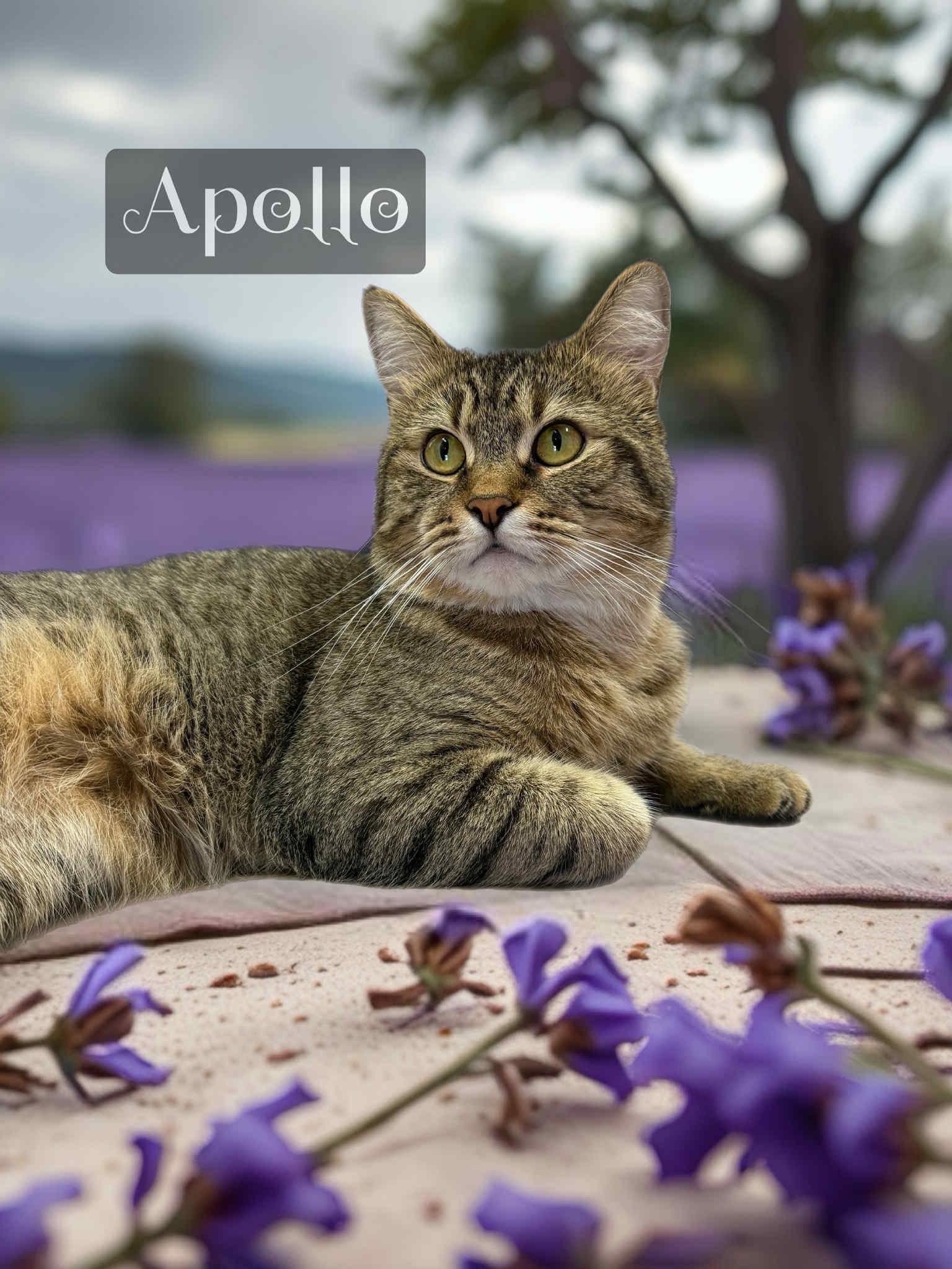 Apollo