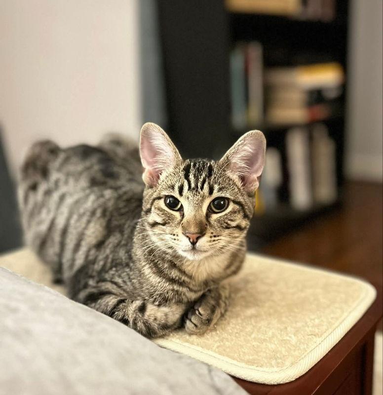 Matlida, Adoptable, Young Female Tabby.