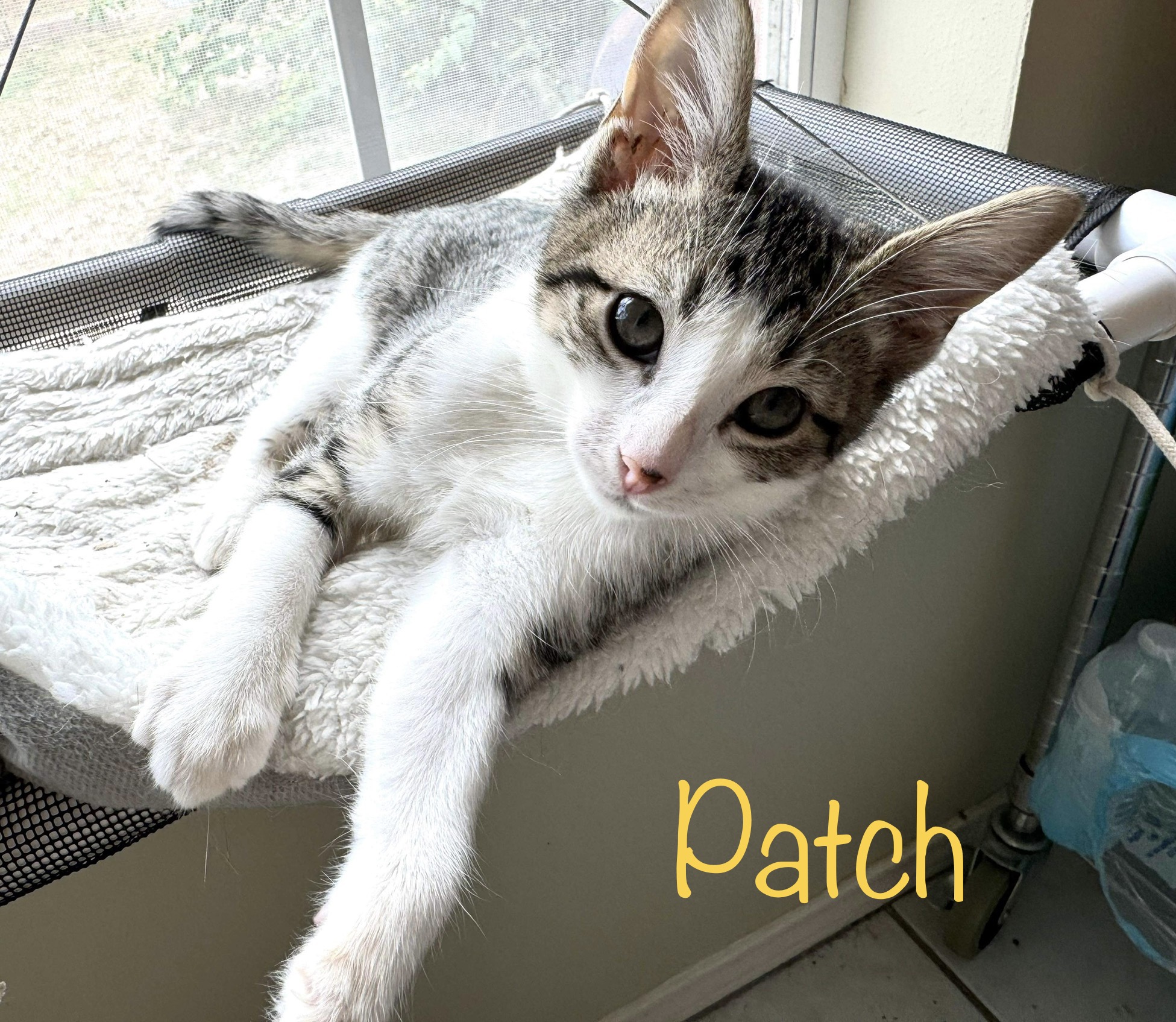 Patch, an adoptable Domestic Short Hair in Mabank, TX, 75156 | Photo Image 1