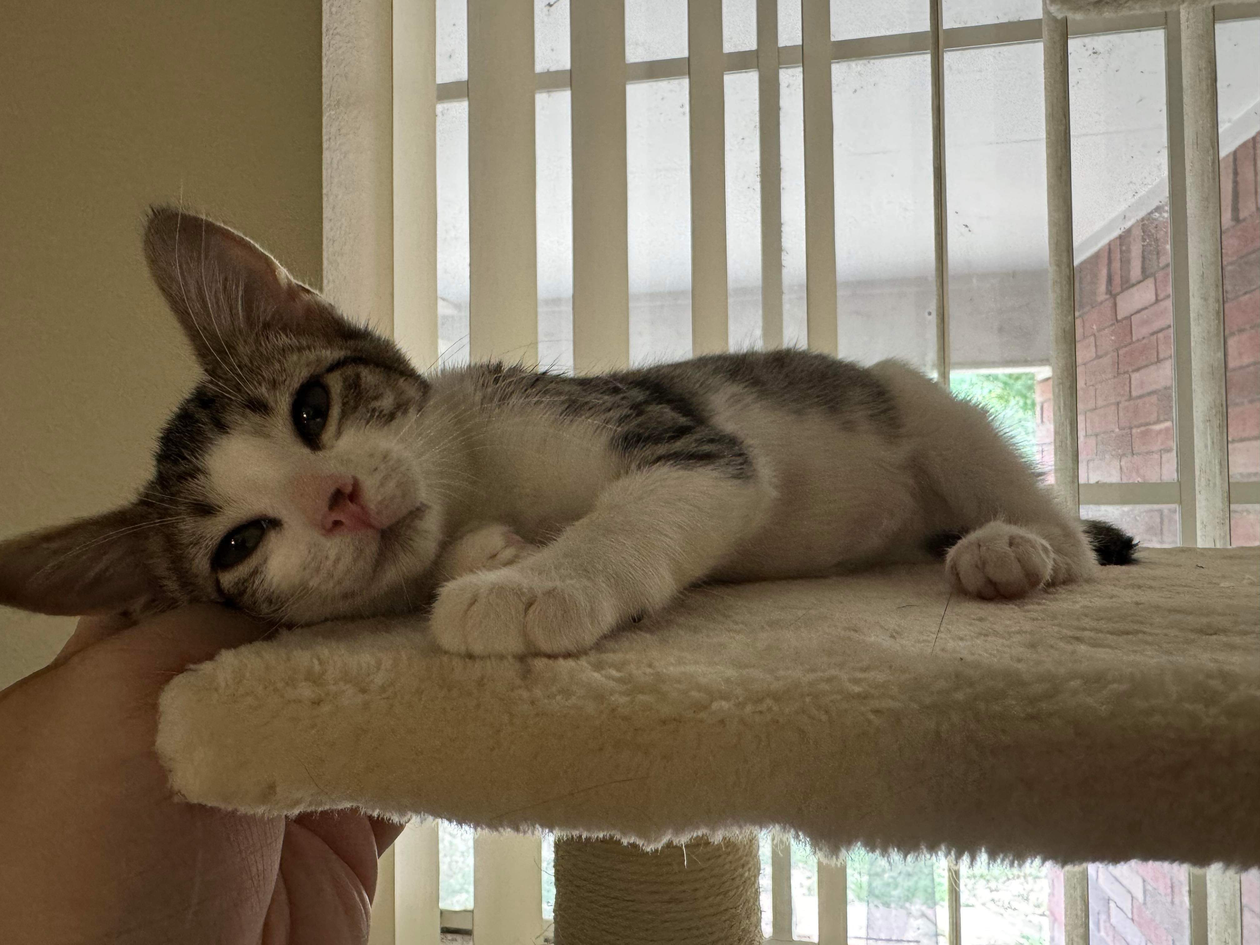 Patch, an adoptable Domestic Short Hair in Mabank, TX, 75156 | Photo Image 4