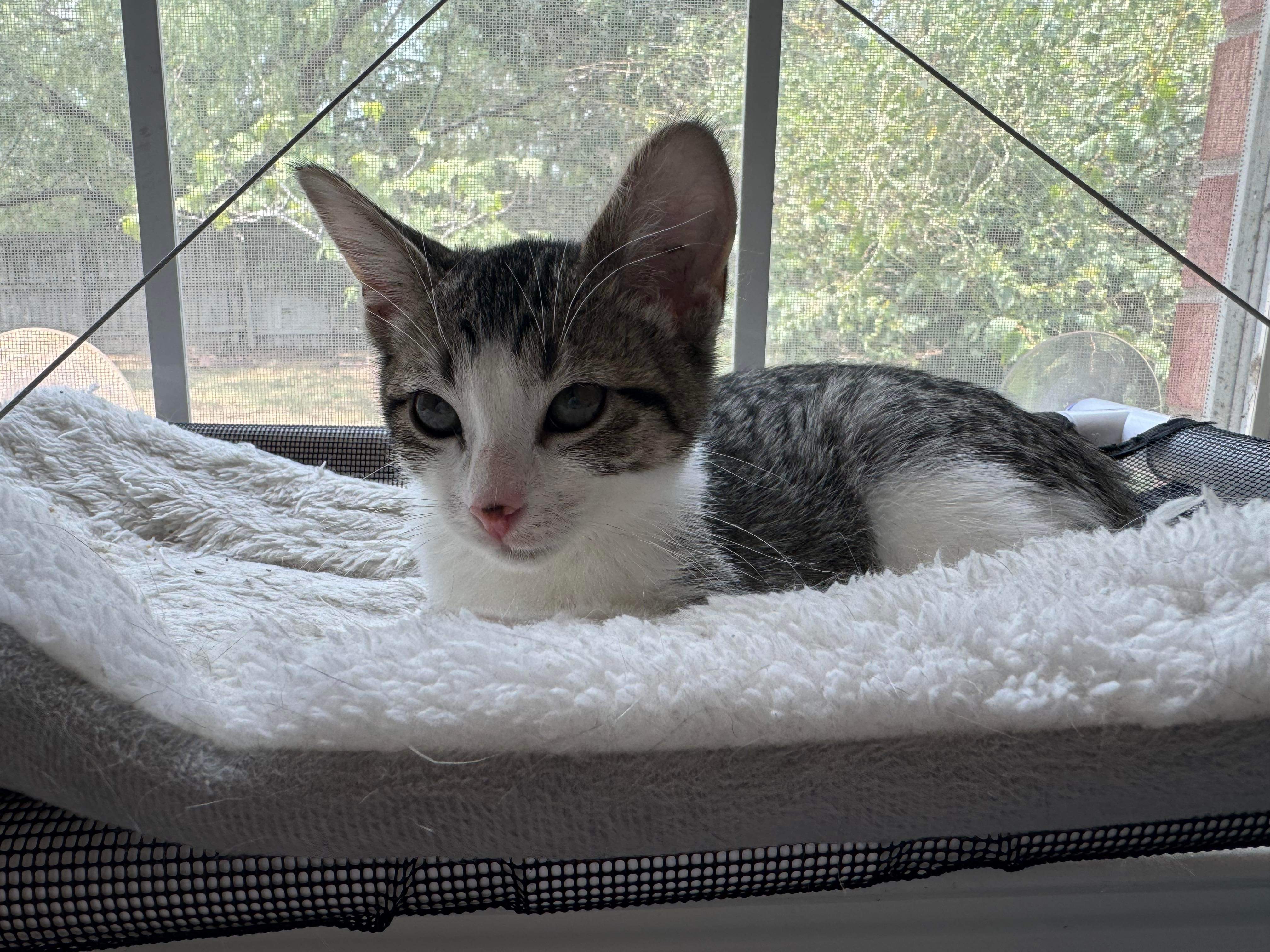 Patch, an adoptable Domestic Short Hair in Mabank, TX, 75156 | Photo Image 2