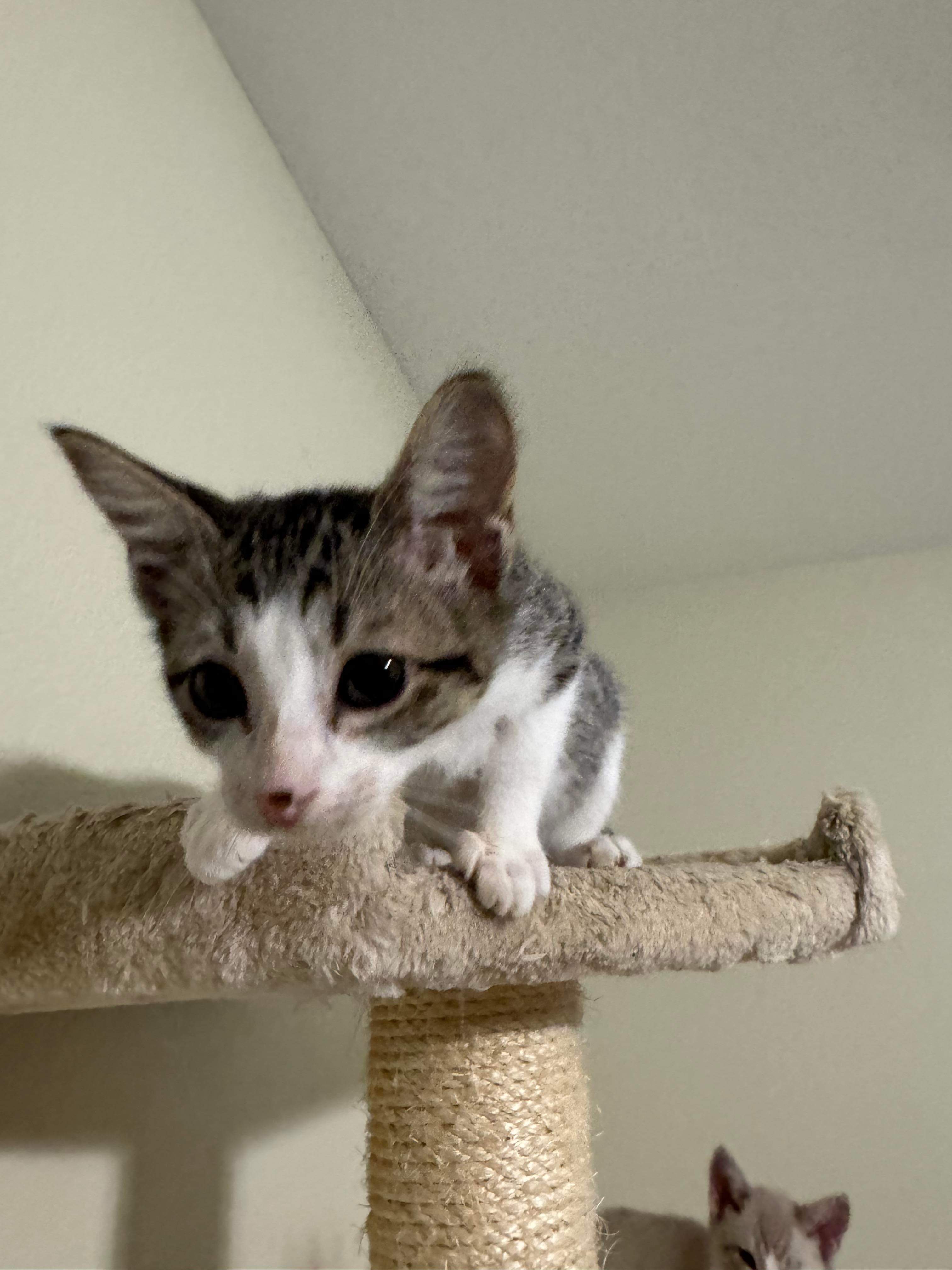 Patch, an adoptable Domestic Short Hair in Mabank, TX, 75156 | Photo Image 3