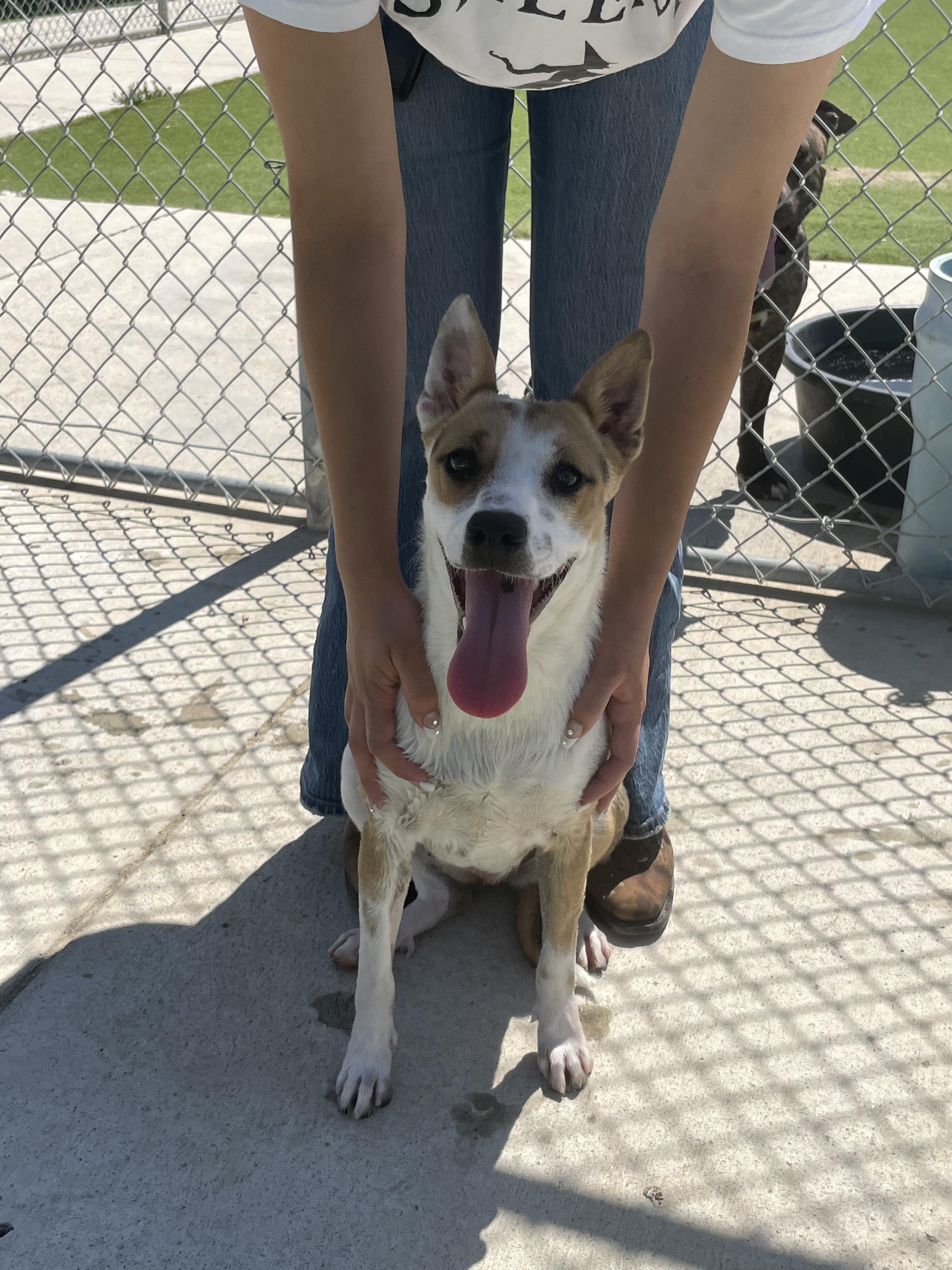 Athena, Adult Female German Shepherd Dog