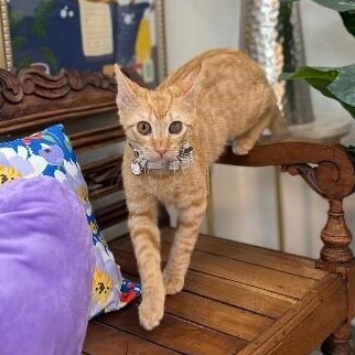 Willy Gato — thumbnail 5