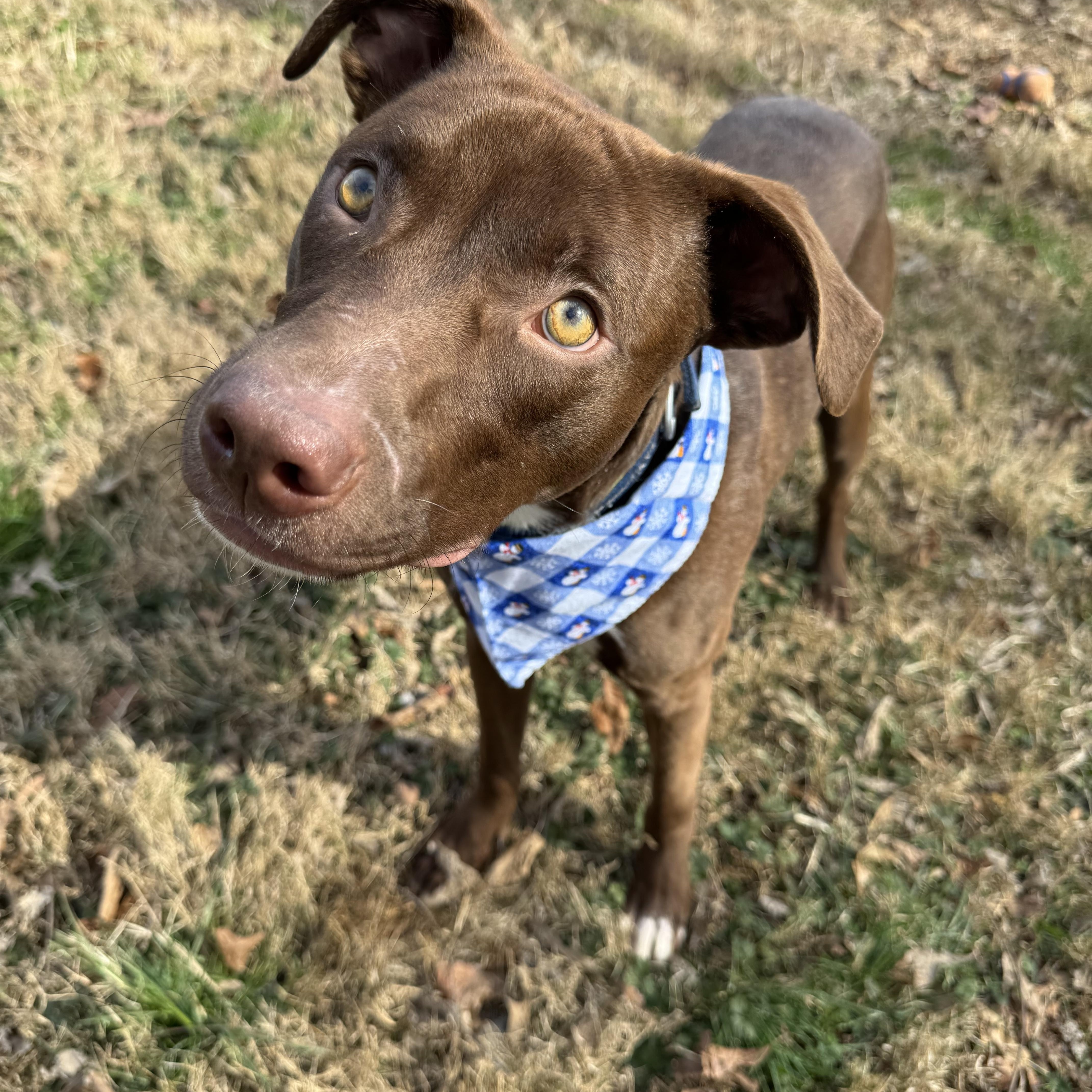 Enlarge Ziggy, a ADOPTABLE mixed breed in Loudon, TN image 3/3