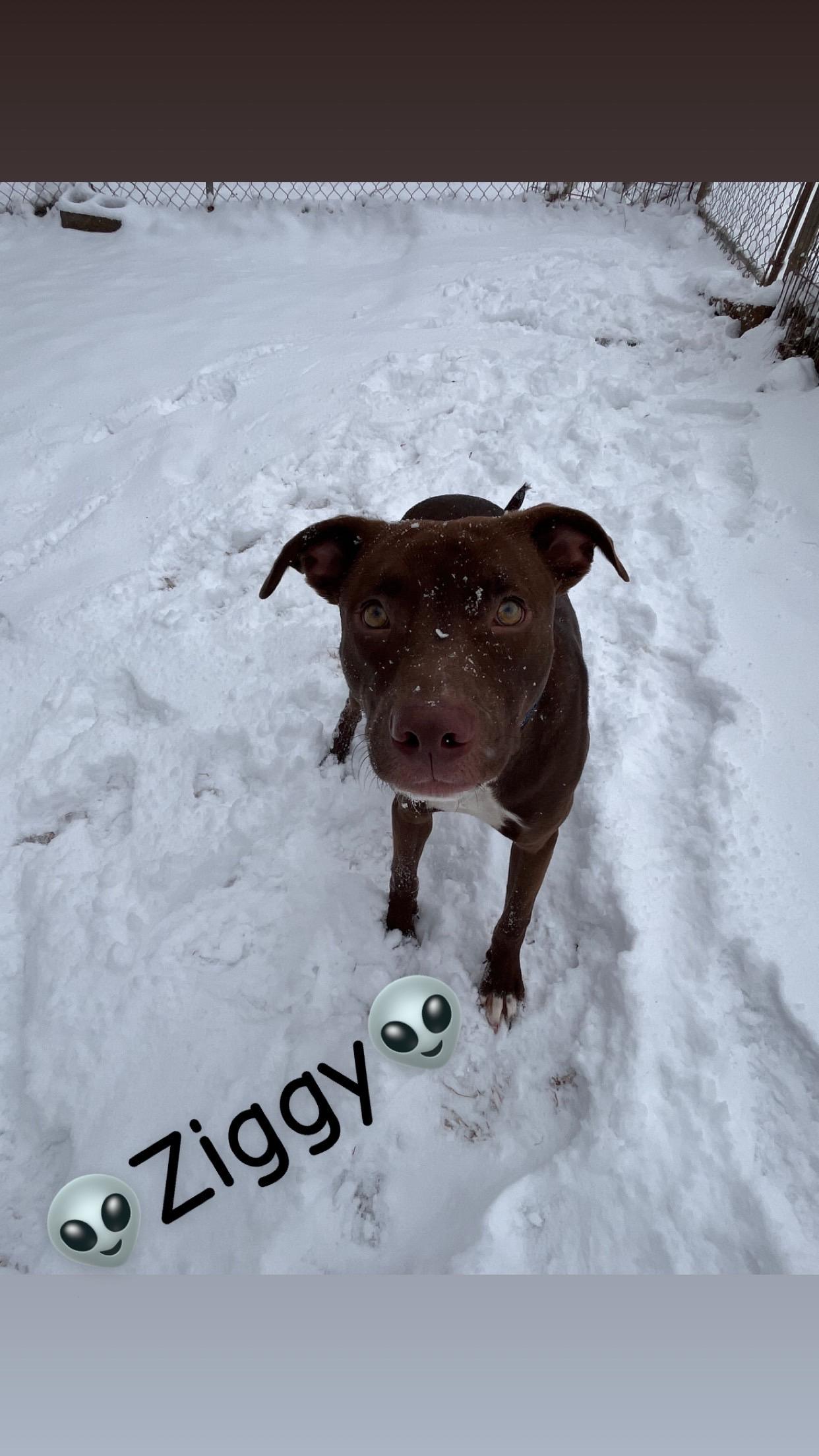 Ziggy, ADOPTABLE, Young Male Chocolate Labrador Retriever & Pit Bull Terrier.