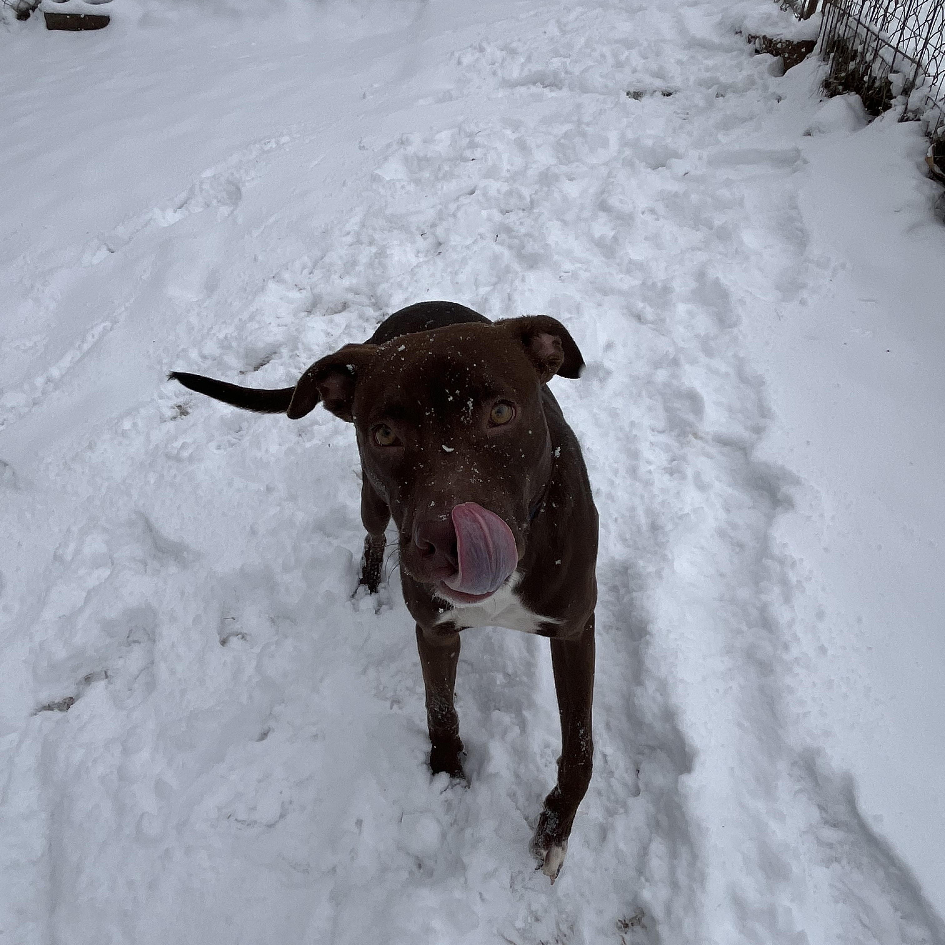 Enlarge Ziggy, a ADOPTABLE mixed breed in Loudon, TN image 2/3