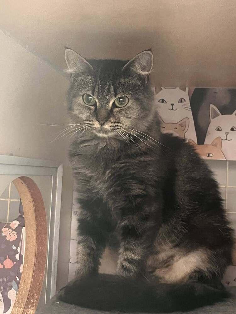 Dottie, Adoptable, Young Female Domestic Medium Hair & Tabby.