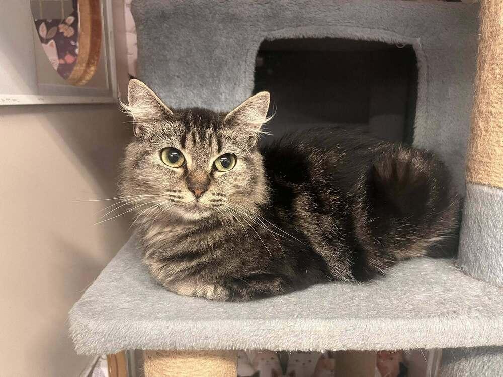 Enlarge Dottie, a Adoptable mixed breed in Acworth, GA image 2/2