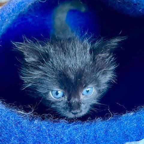 Sansa, Adoptable, Kitten Female Domestic Short Hair.